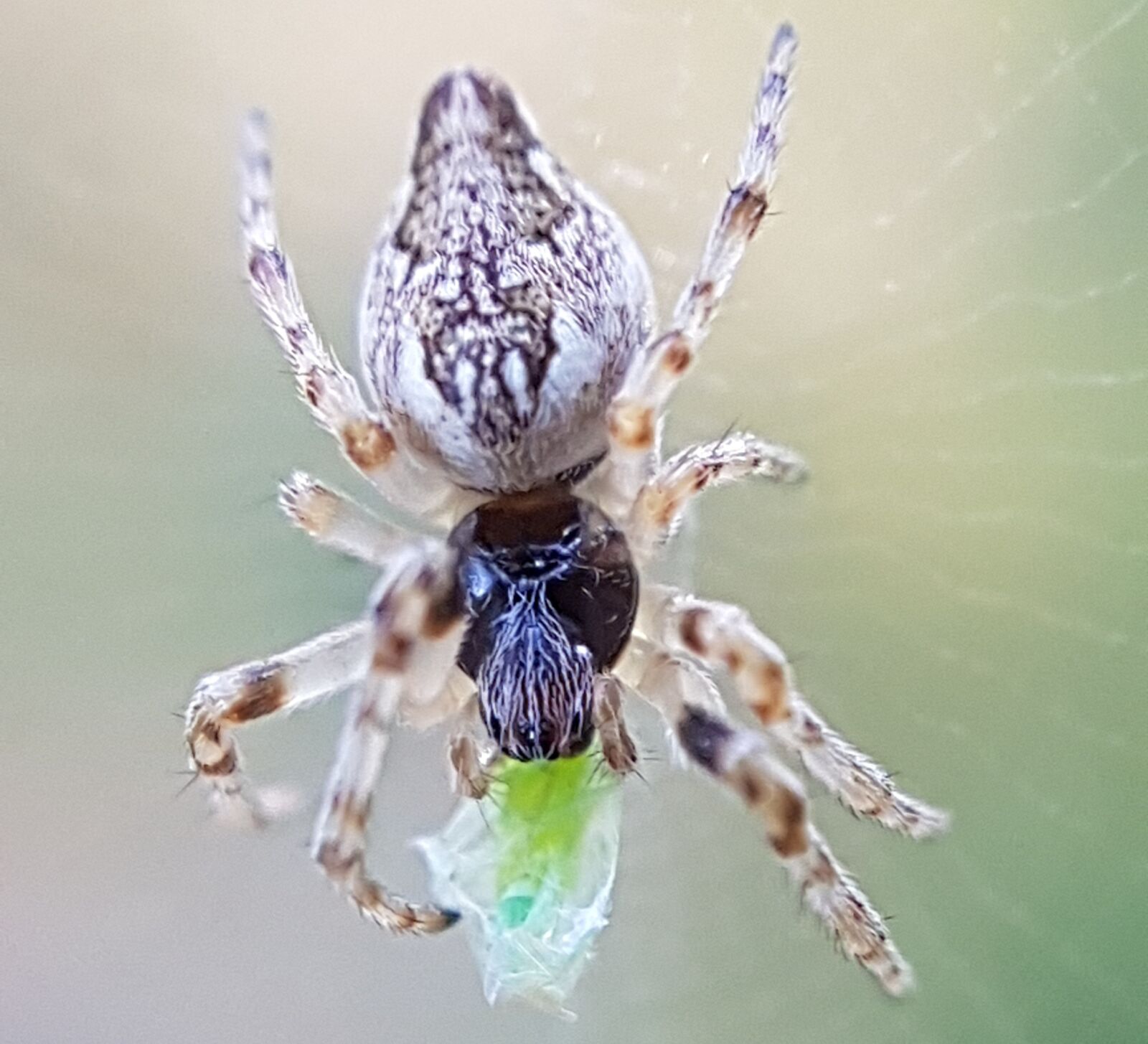 Samsung Galaxy S8 sample photo. Spider, nature, insect photography