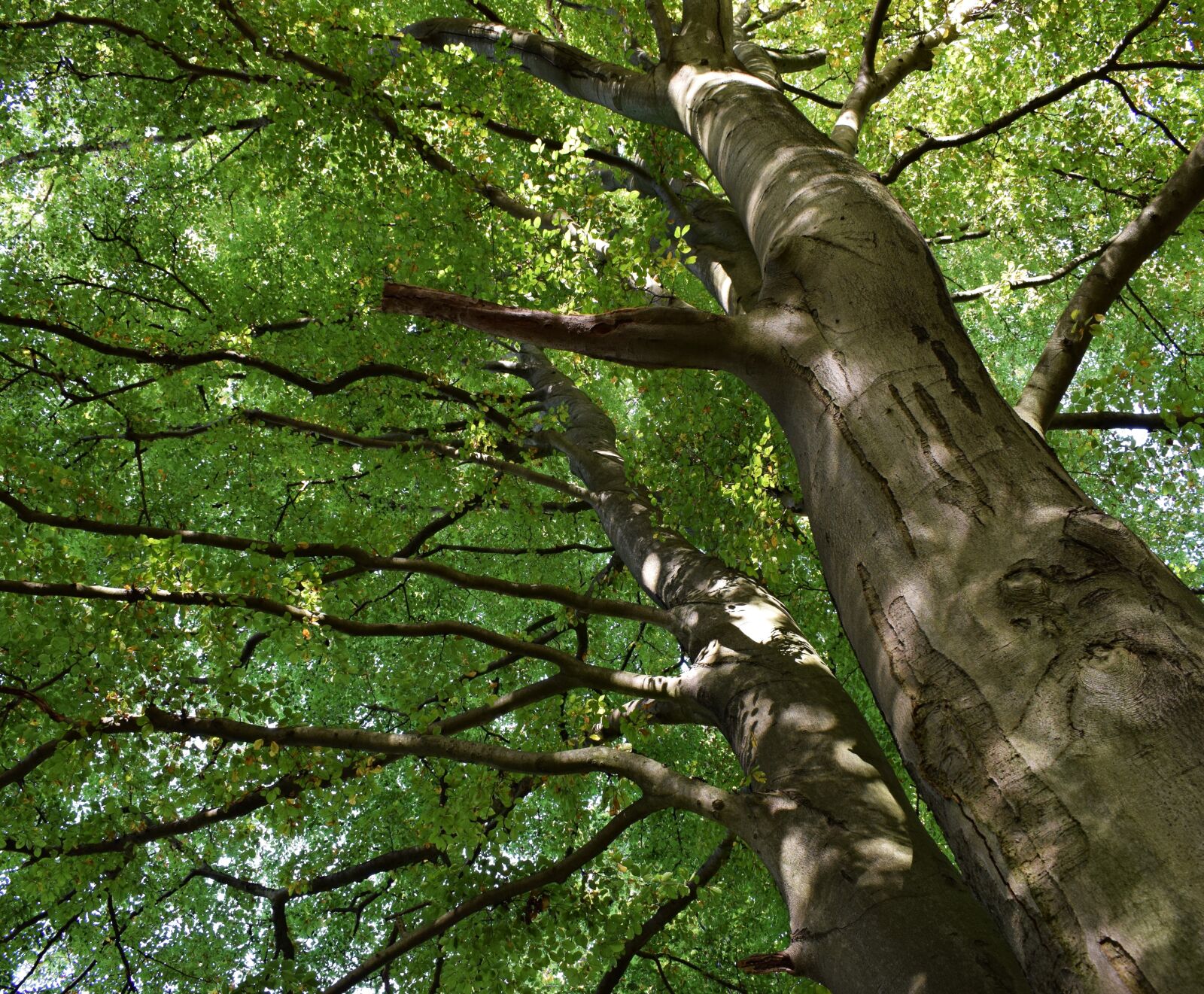 Nikon D3300 sample photo. Trees, beech, forest photography