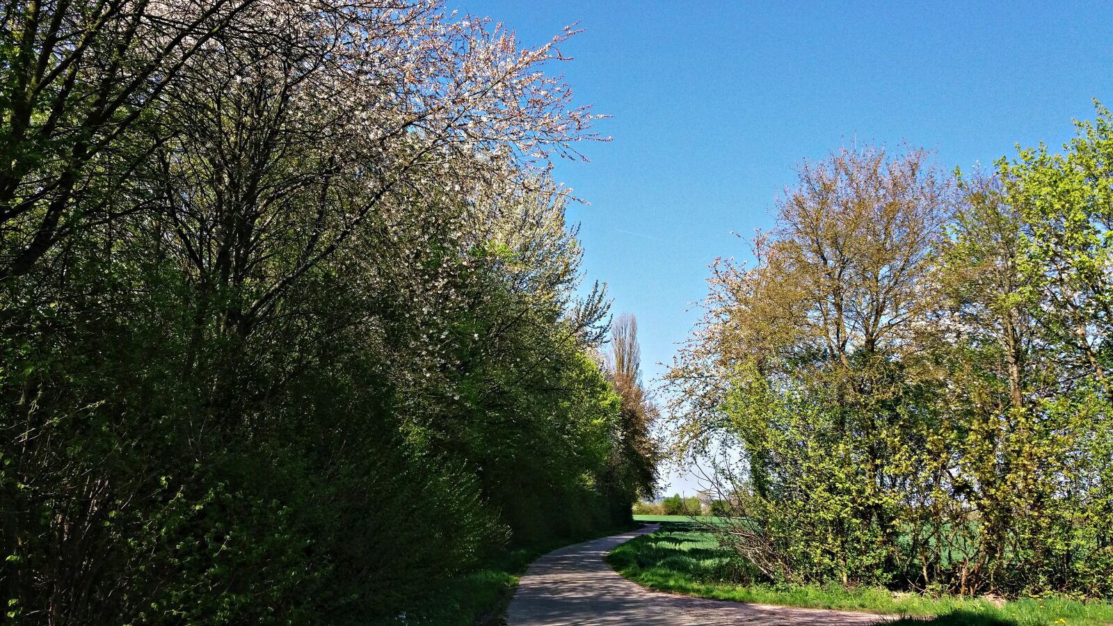 Samsung Galaxy J5 sample photo. Spring, tree, grass photography