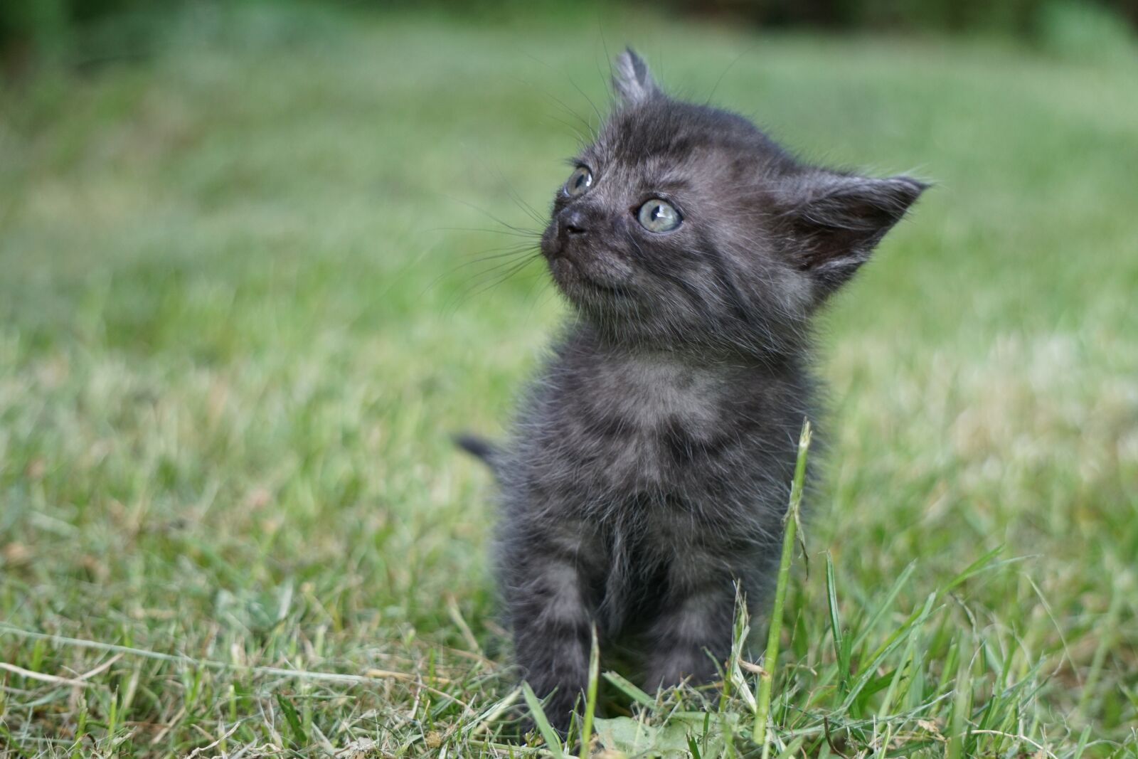 Sony E 55-210mm F4.5-6.3 OSS sample photo. Cat, young, kitten photography
