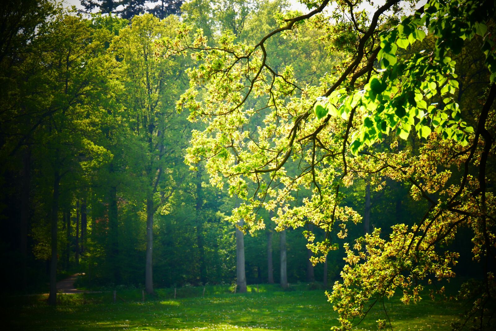Panasonic Lumix DMC-G85 (Lumix DMC-G80) sample photo. Forest, trees, green photography