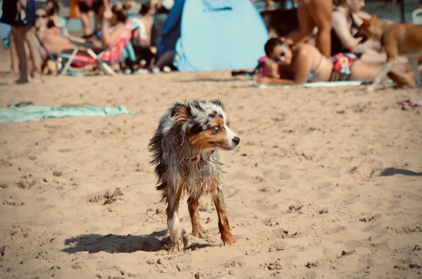 Nikon D5100 sample photo. Dog, beach, wet photography