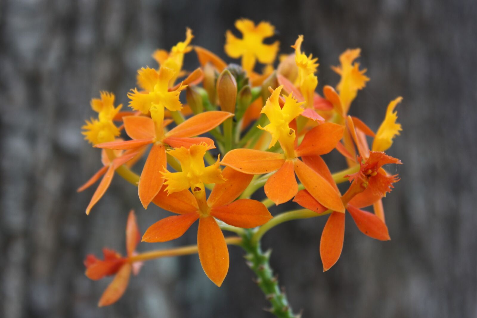 Canon EOS 1000D (EOS Digital Rebel XS / EOS Kiss F) sample photo. Orange, inflorescence, nature photography
