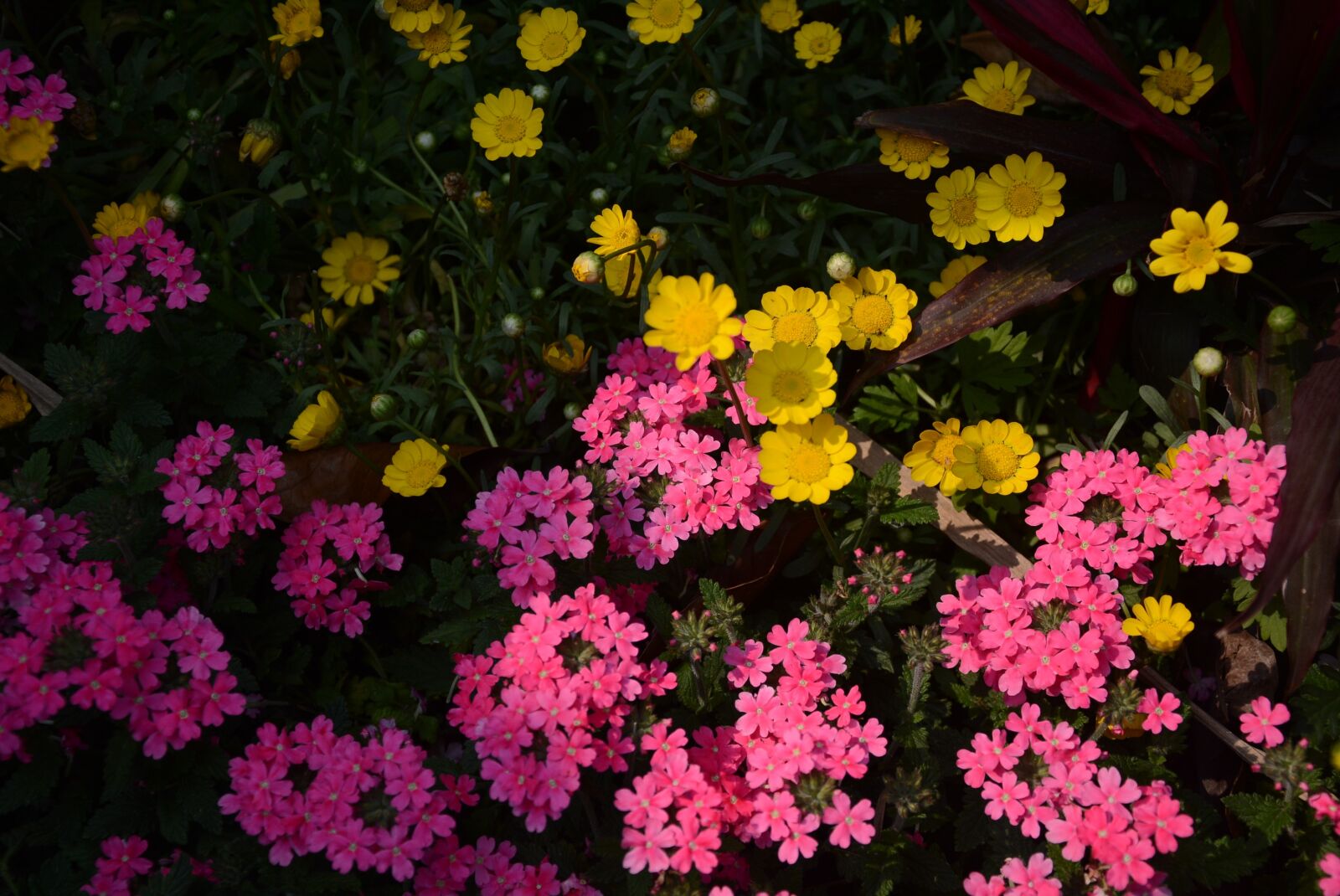 Nikon D7100 sample photo. Flower, plant, nature photography