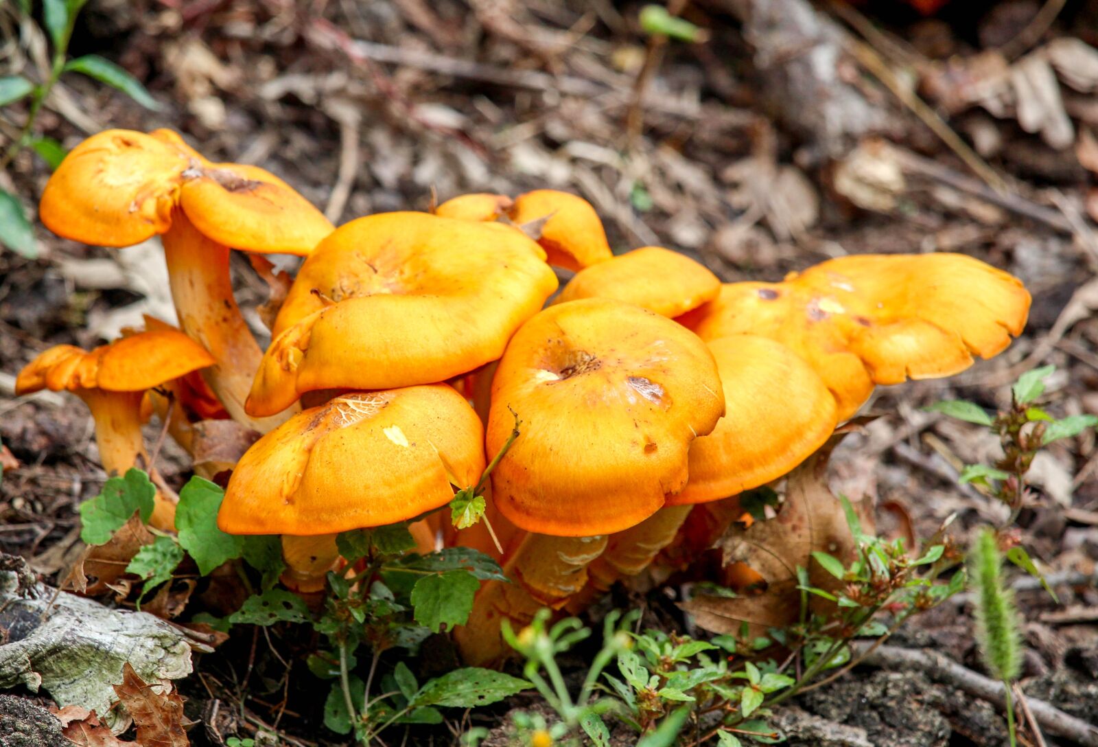 Canon EOS 700D (EOS Rebel T5i / EOS Kiss X7i) sample photo. Fungus, fall, mushroom photography