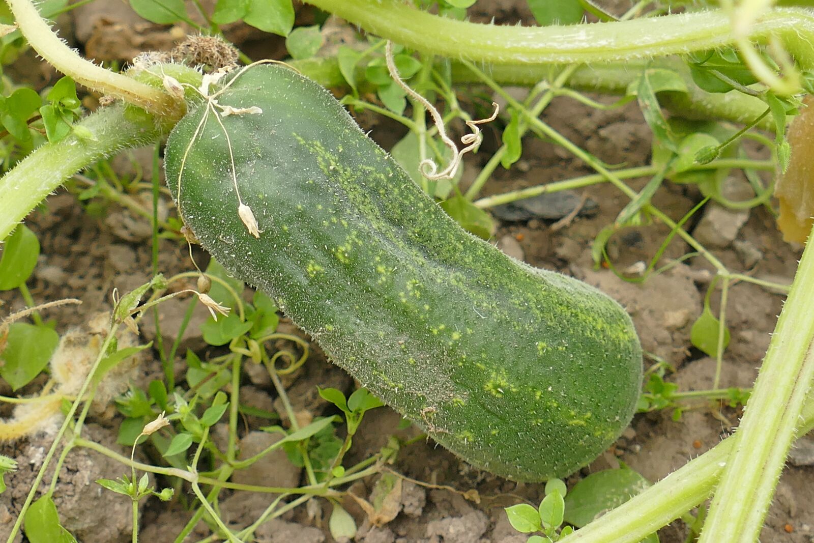 Panasonic Lumix DMC-FZ1000 sample photo. Cucumber, outdoor, close up photography