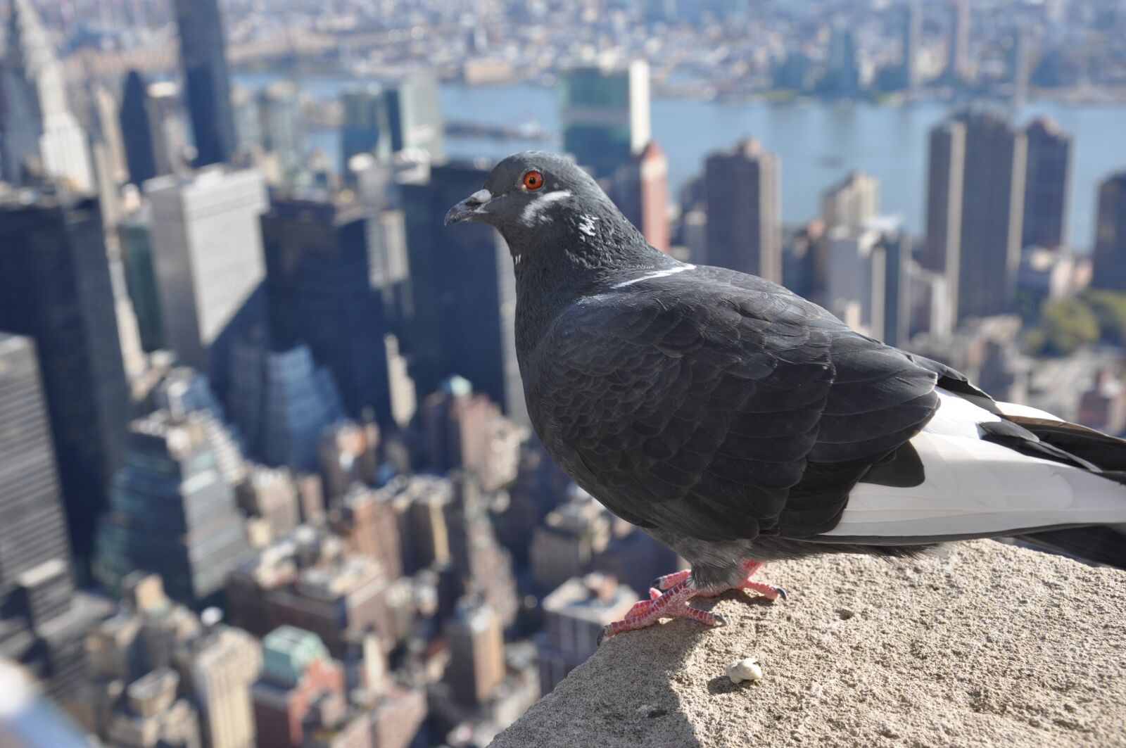 Nikon D90 sample photo. Bird, new york, city photography