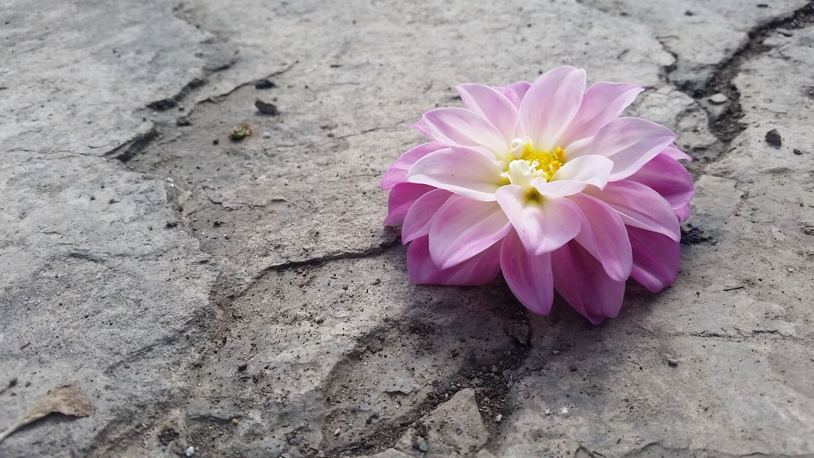 Samsung Galaxy S5 Active sample photo. Concret, crack, flora, flower photography