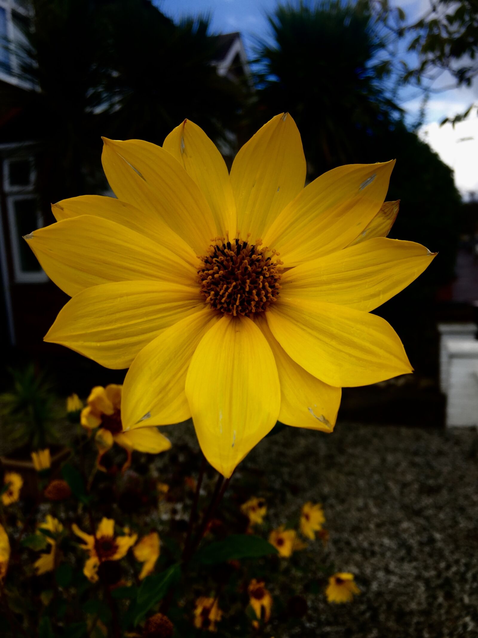 Apple iPhone 6 sample photo. Mellow, yellow, sun photography