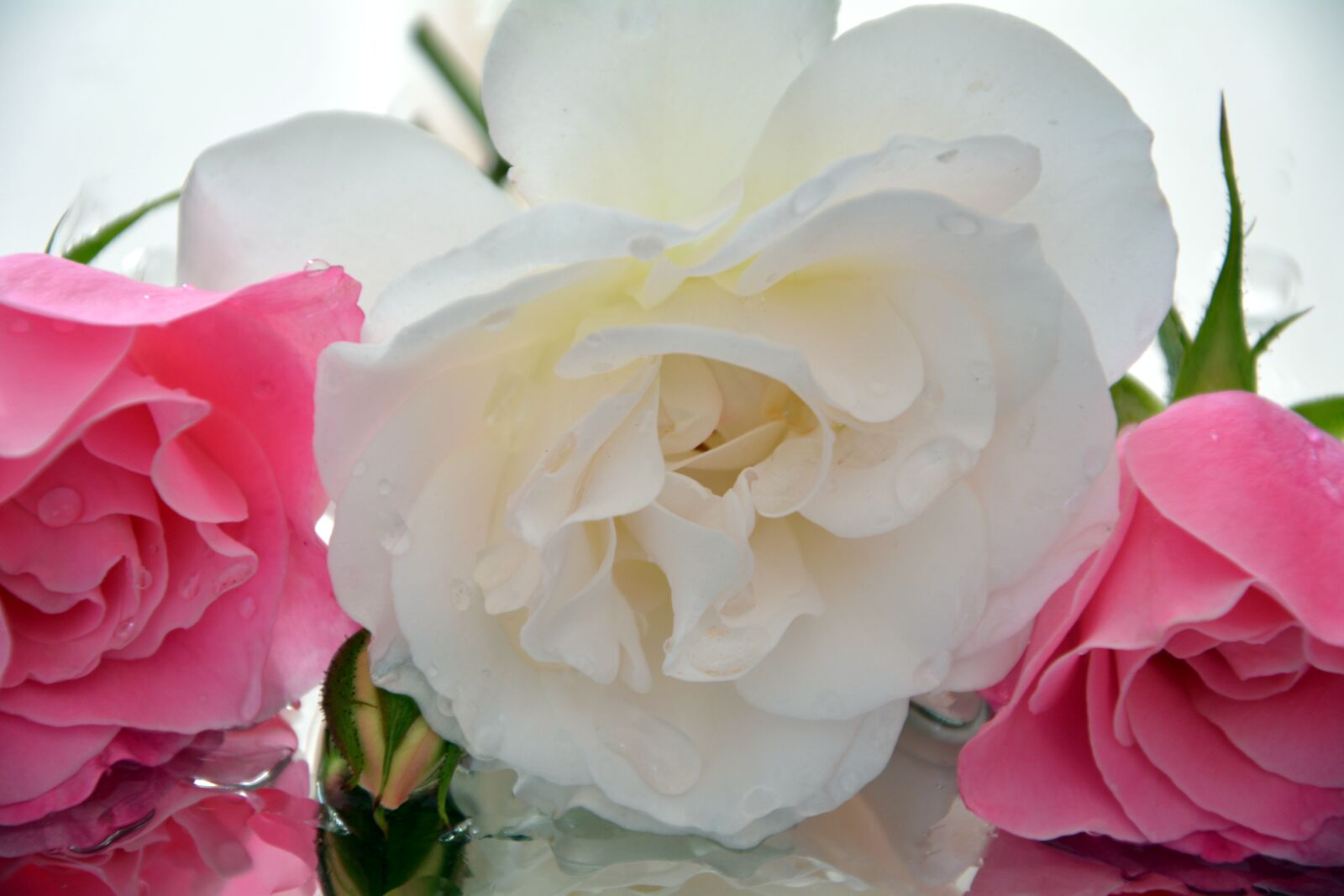 Nikon D5200 sample photo. Pedals, icebergs, roses photography