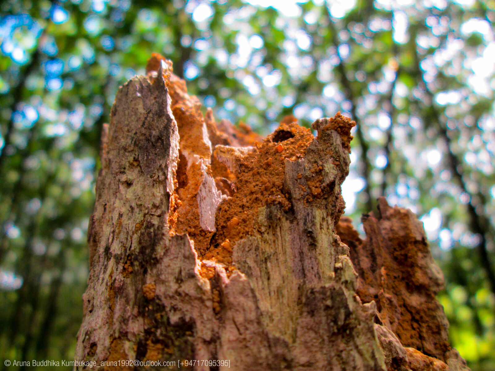 Canon PowerShot A2300 sample photo. Ant, colony, broken, wood photography