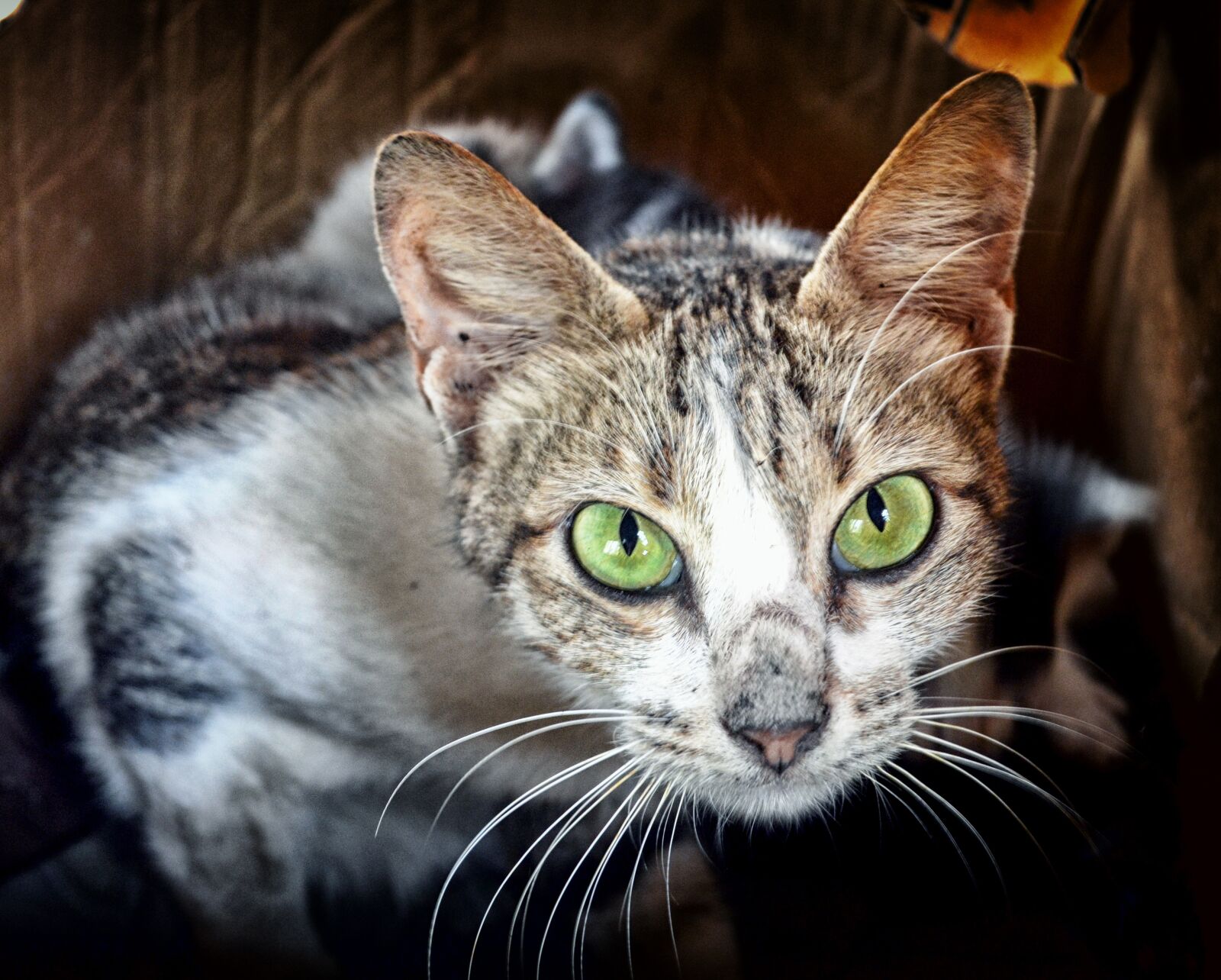 Nikon D3100 sample photo. Cat, hdr, animals photography