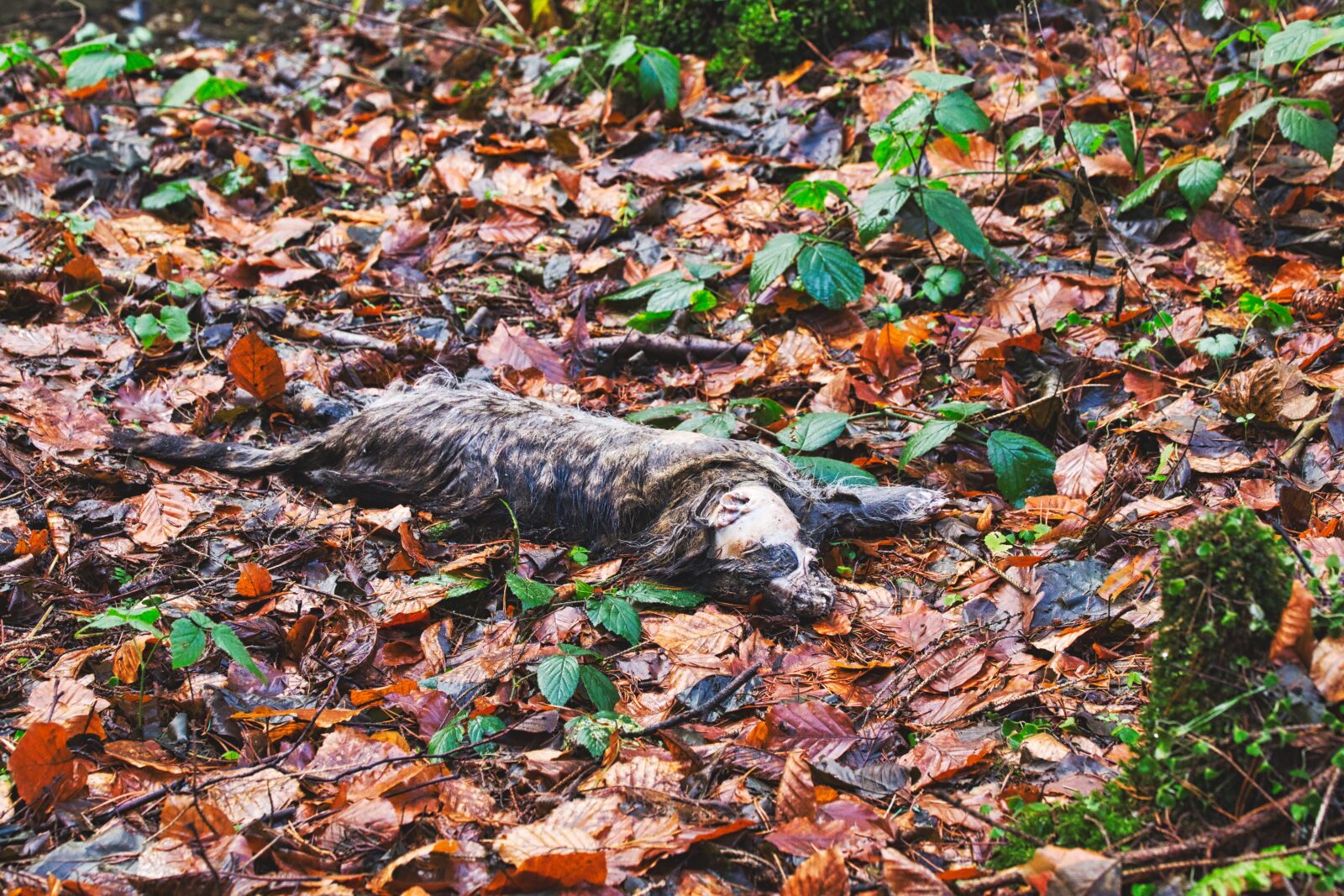 Canon EOS 6D sample photo. Forest, carcass, animals photography