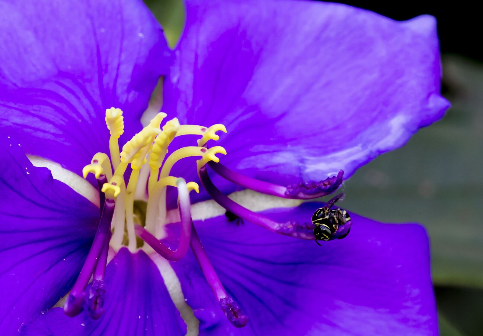 Canon EOS 6D + Canon EF 100mm F2.8 Macro USM sample photo. Bees, flower, natural photography