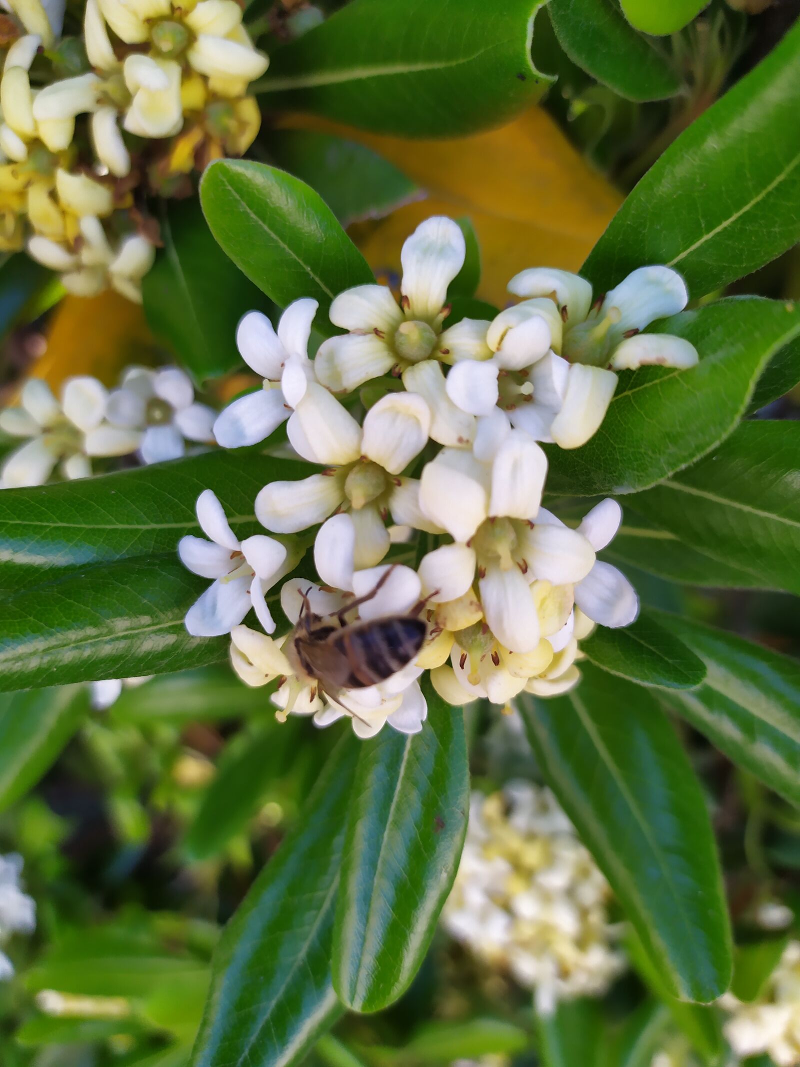 Xiaomi Redmi Note 7 sample photo. Flowers, white, bee photography