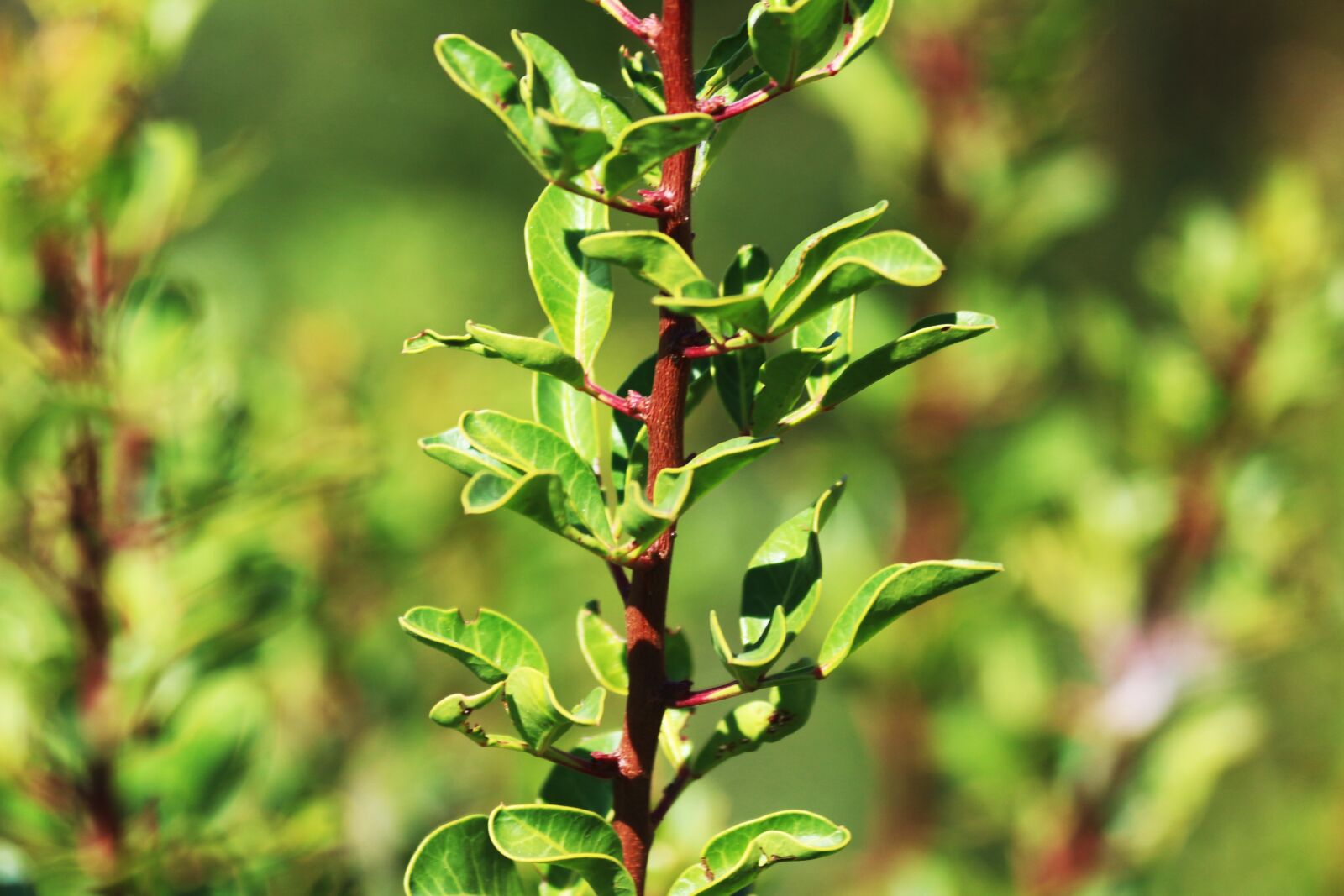 Canon EOS 650D (EOS Rebel T4i / EOS Kiss X6i) sample photo. Nature, green, plant photography