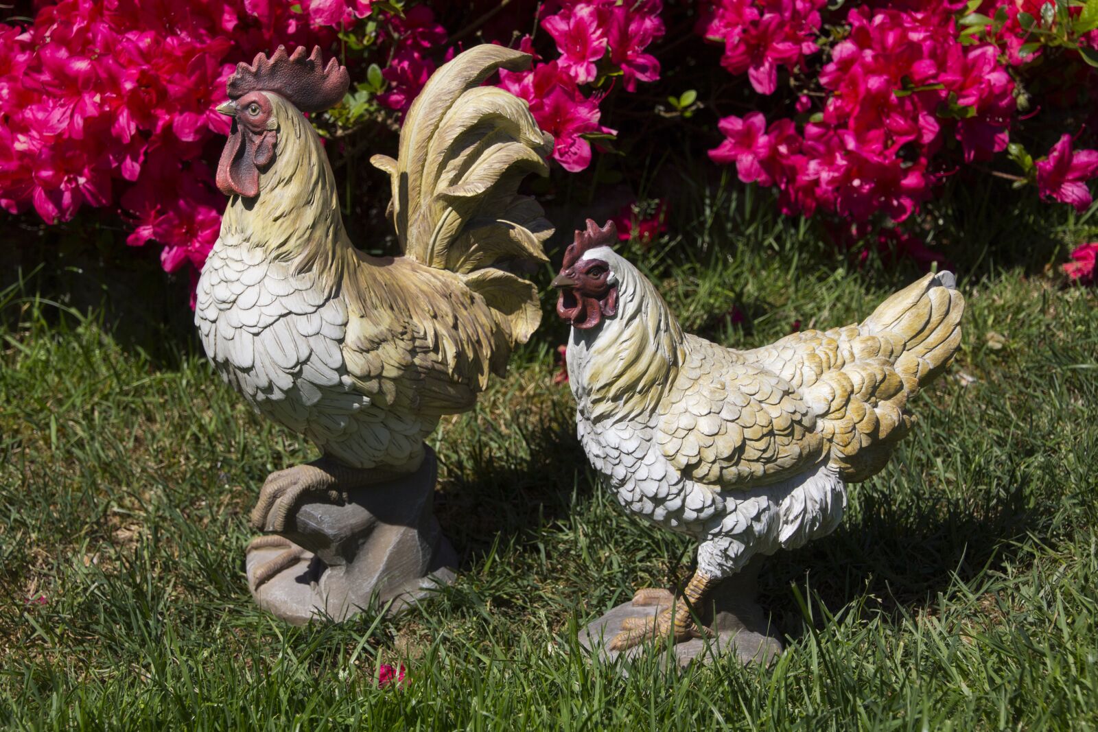 Canon EOS 60D sample photo. Deco, hahn, chicken photography