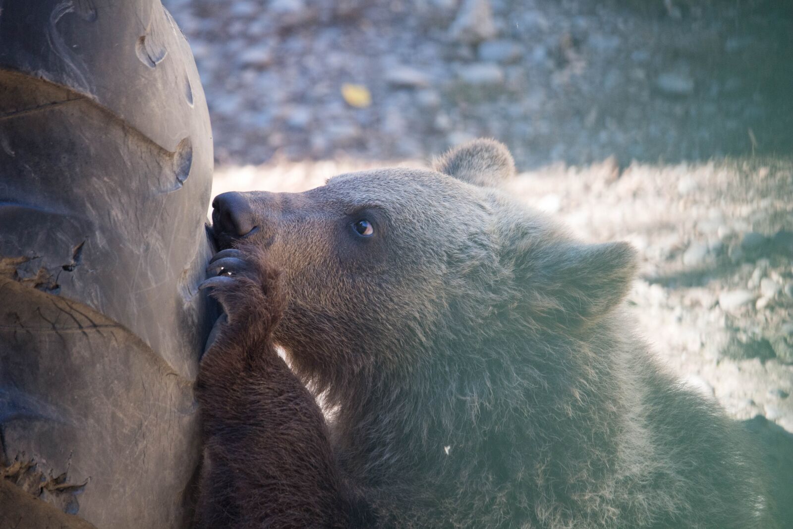 Canon EOS 100D (EOS Rebel SL1 / EOS Kiss X7) sample photo. Bear, little bear, animal photography