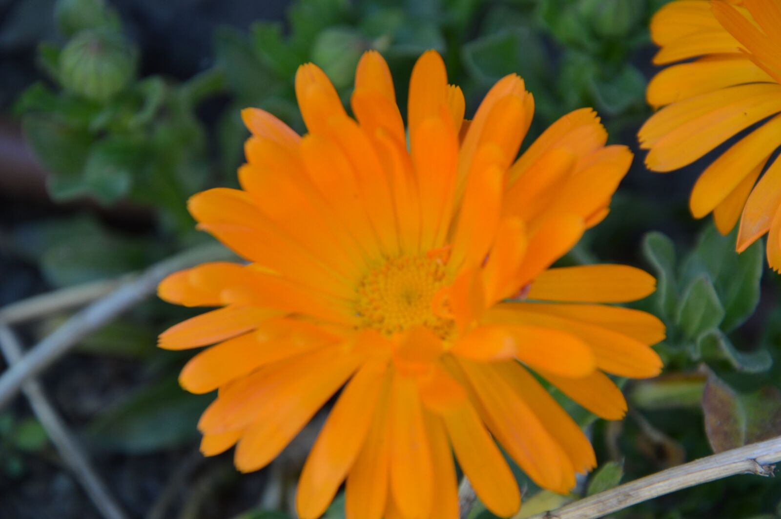 Nikon D3200 sample photo. Flower, blossom, bloom photography