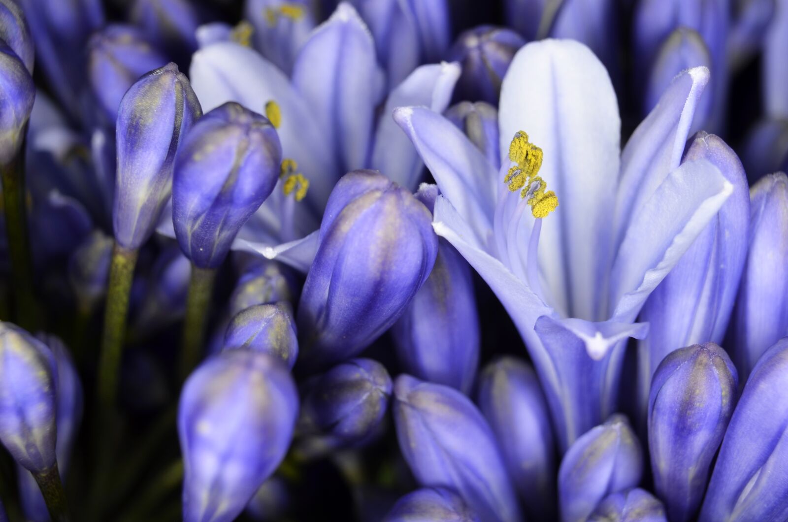 Nikon D5100 sample photo. Agapanthus, close up, nature photography