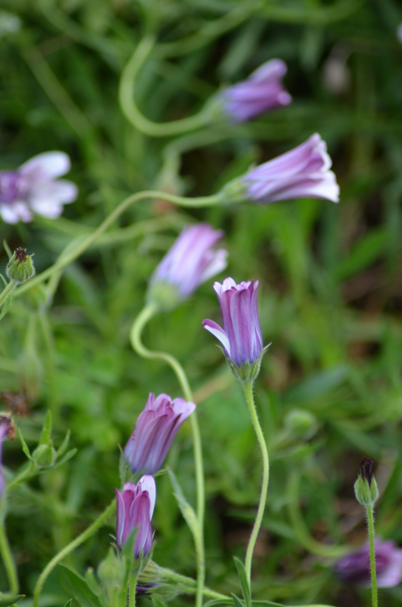 Nikon D5100 sample photo. Flower, nature, blossom photography