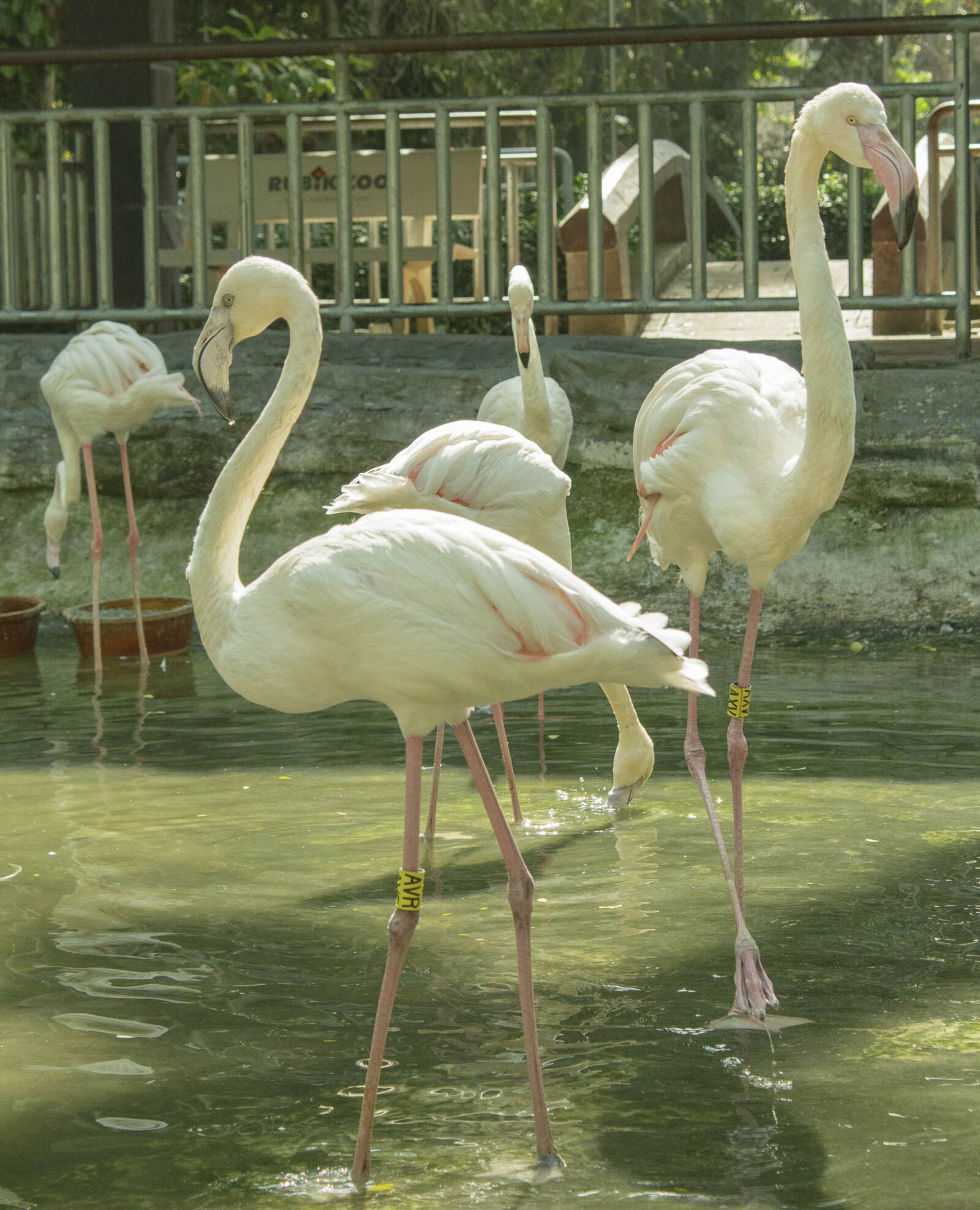 Canon EOS 1300D (EOS Rebel T6 / EOS Kiss X80) sample photo. Flamingos, sky, zoo photography