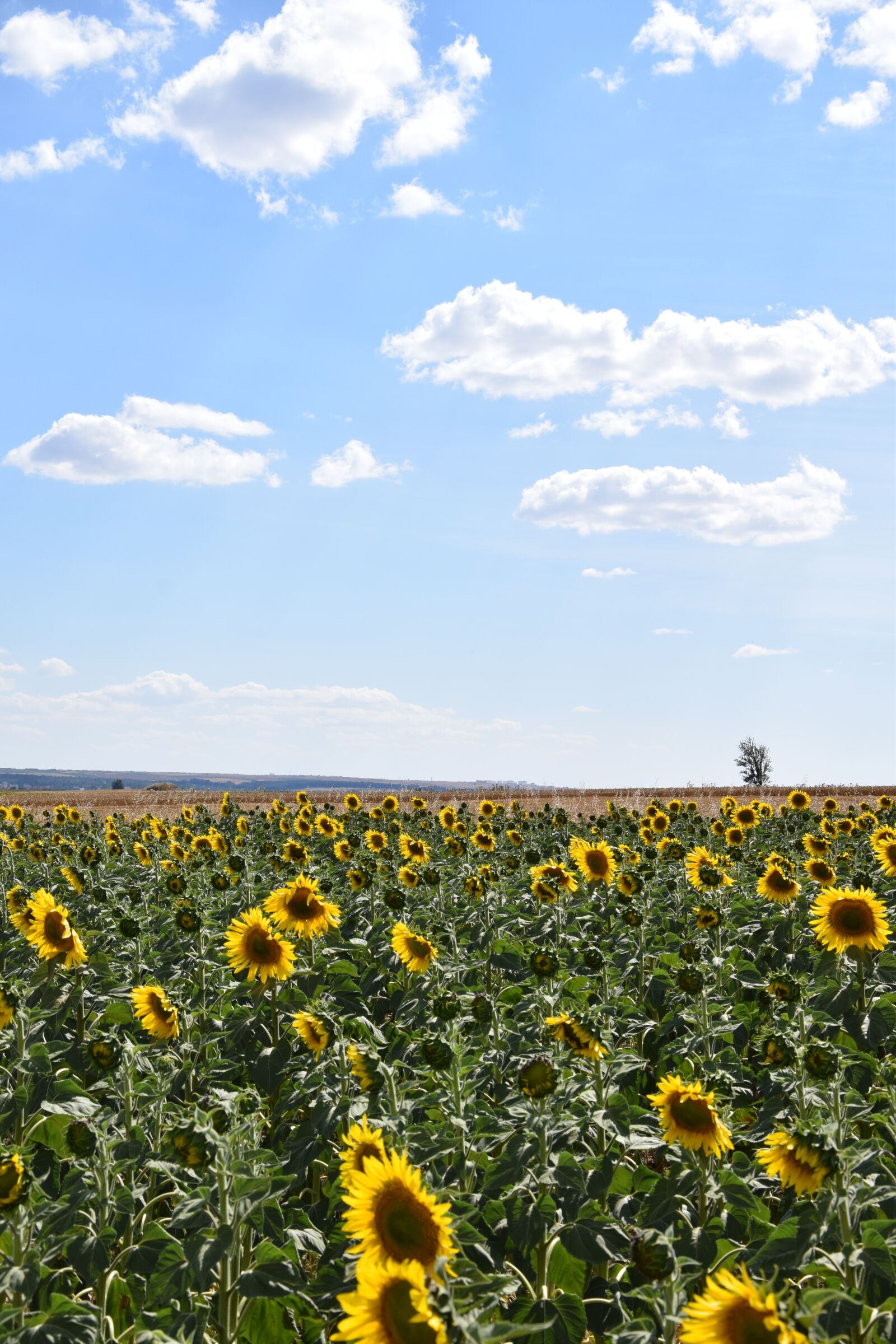 Nikon D3300 sample photo. Sunflower, sunflower field, sky photography