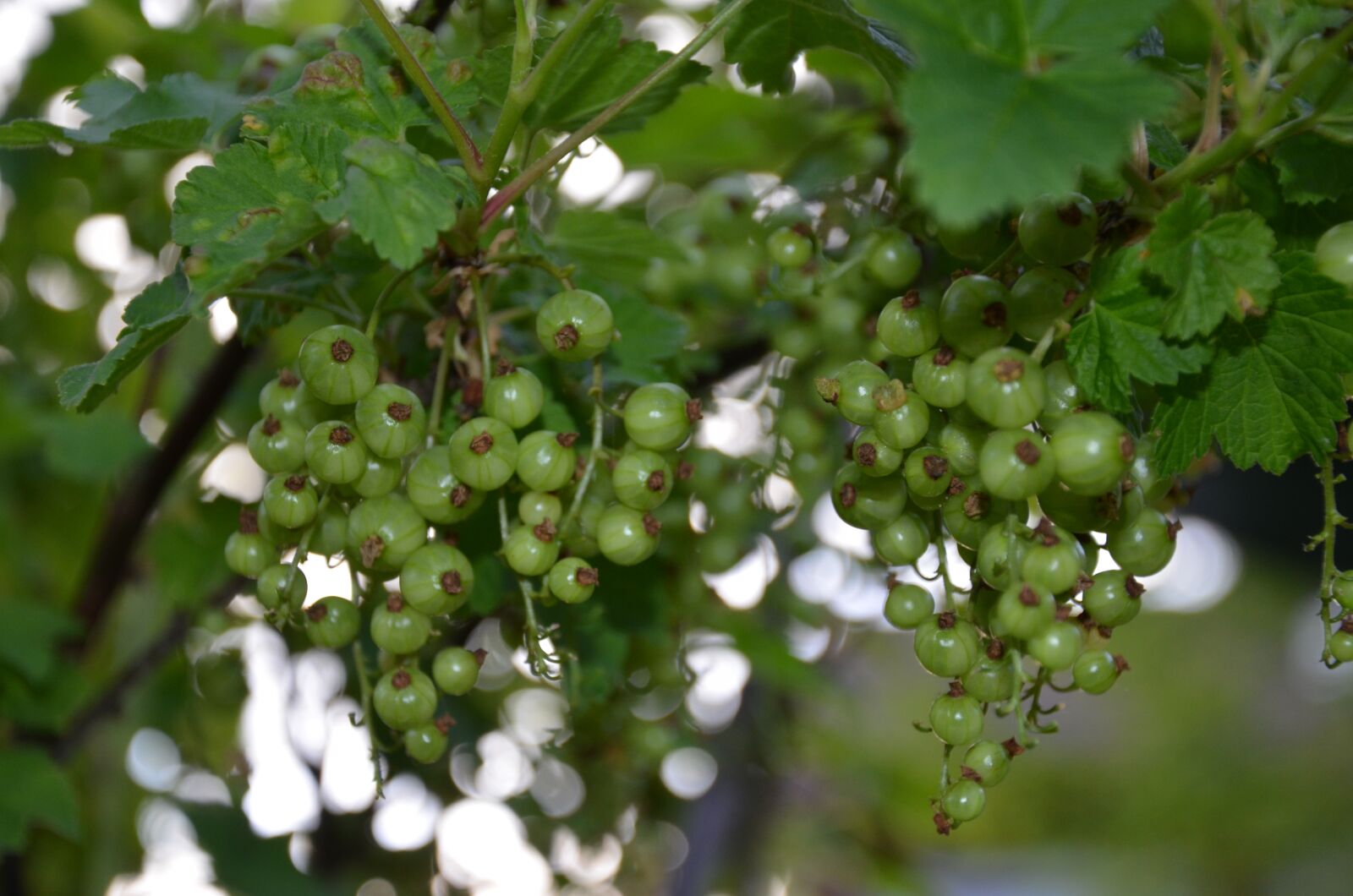 Nikon D5100 sample photo. Currants, green, bush photography