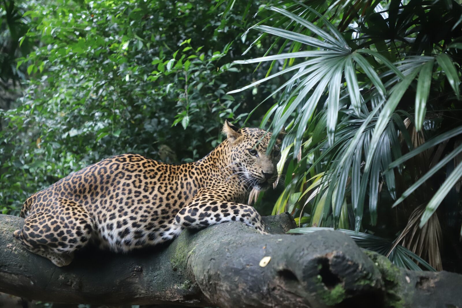Canon EF 24-105mm F4L IS II USM sample photo. Leopard, zoo, animal photography