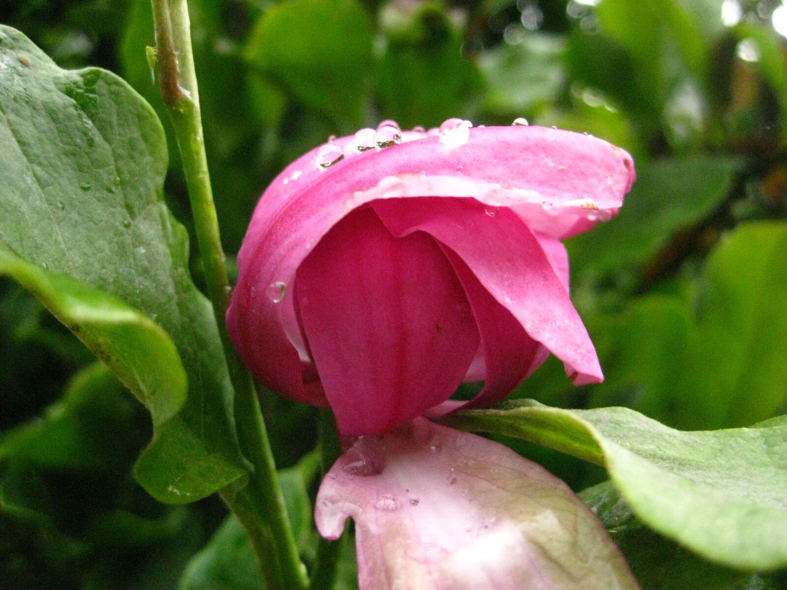 Canon PowerShot SD1100 IS (Digital IXUS 80 IS / IXY Digital 20 IS) sample photo. Magnolia blossom, rain drops photography