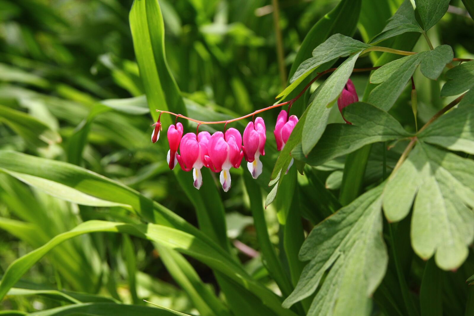 Canon EOS 550D (EOS Rebel T2i / EOS Kiss X4) sample photo. Wildflower, bleeding heart, flowers photography