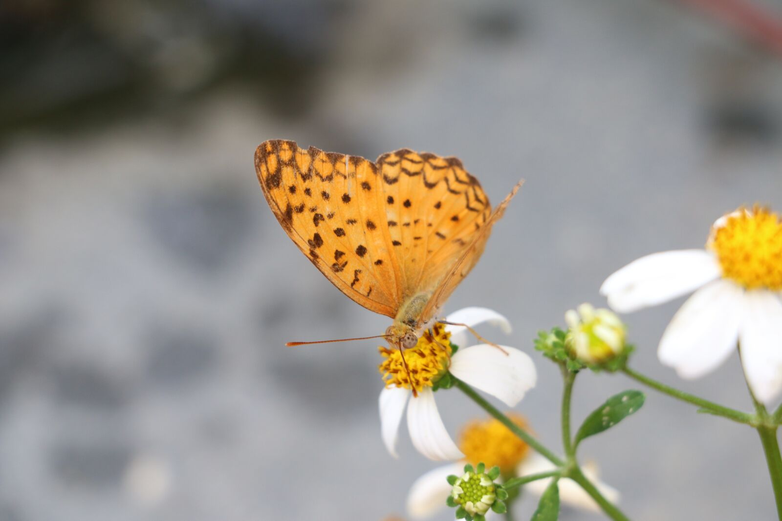 Canon EOS 70D sample photo. Butterfly, pa, beast photography