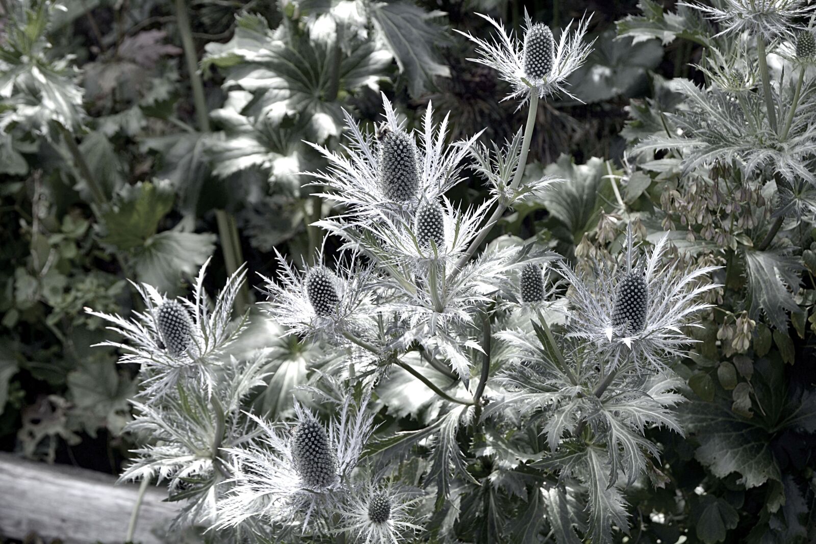 Nikon D7100 sample photo. The alpine eryngo, blue photography