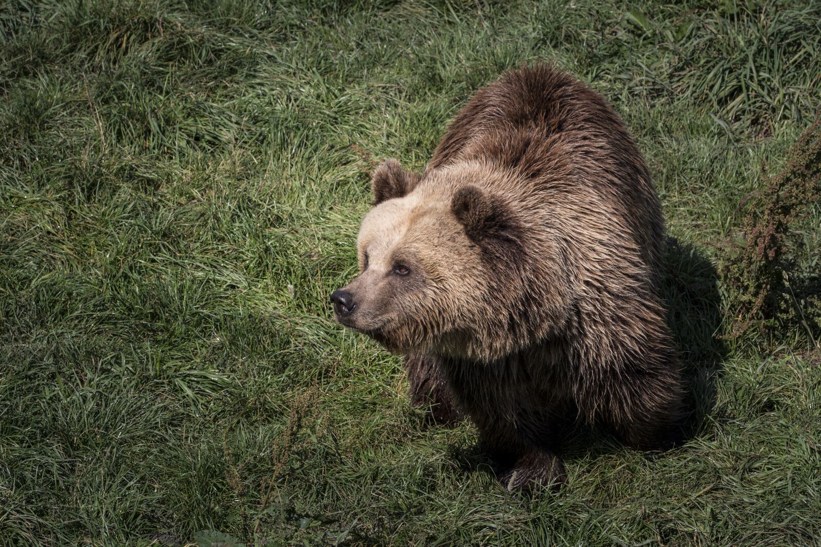 Canon EOS 700D (EOS Rebel T5i / EOS Kiss X7i) sample photo. Bear, animals, nature photography