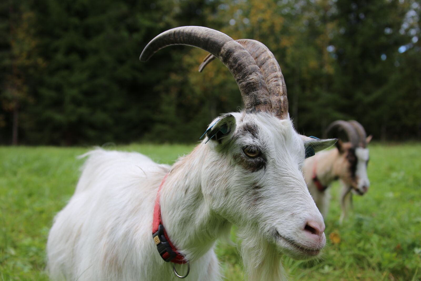 Canon EF 28-300mm F3.5-5.6L IS USM sample photo. Goat, white goat, animal photography
