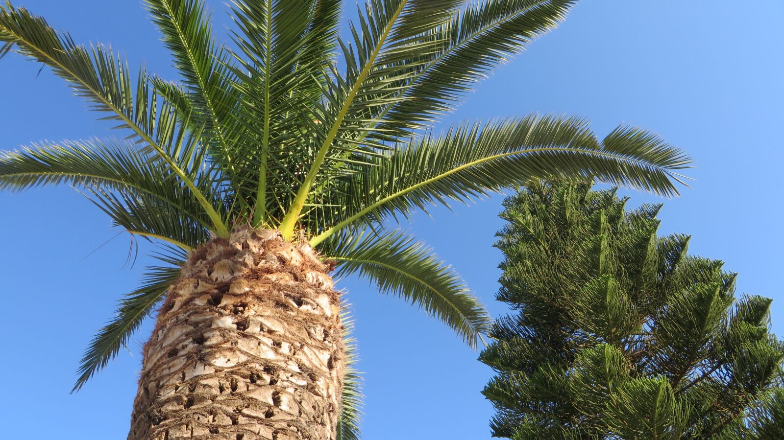 Canon PowerShot SX280 HS sample photo. Palm tree, relaxation, summer photography