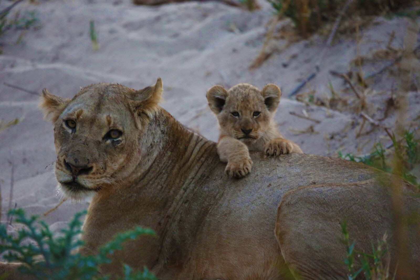 Canon EF 100-400mm F4.5-5.6L IS USM sample photo. Lioness, mother and baby photography