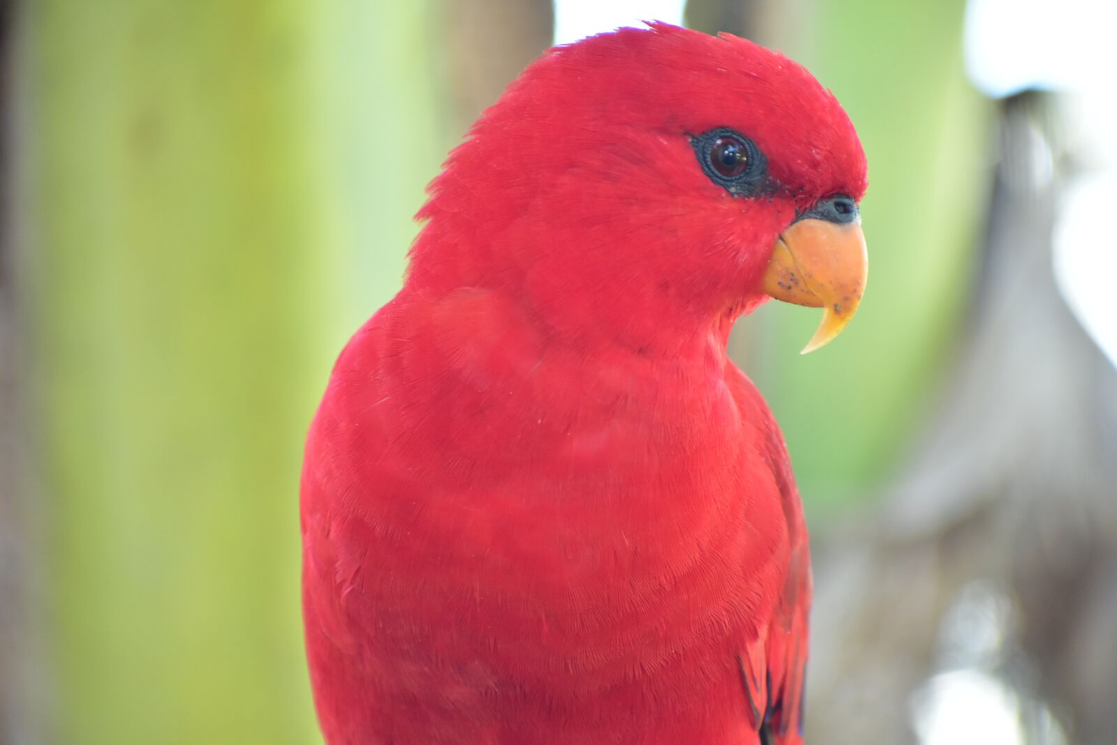 Nikon D3400 sample photo. Red parakeet, parrot, beak photography
