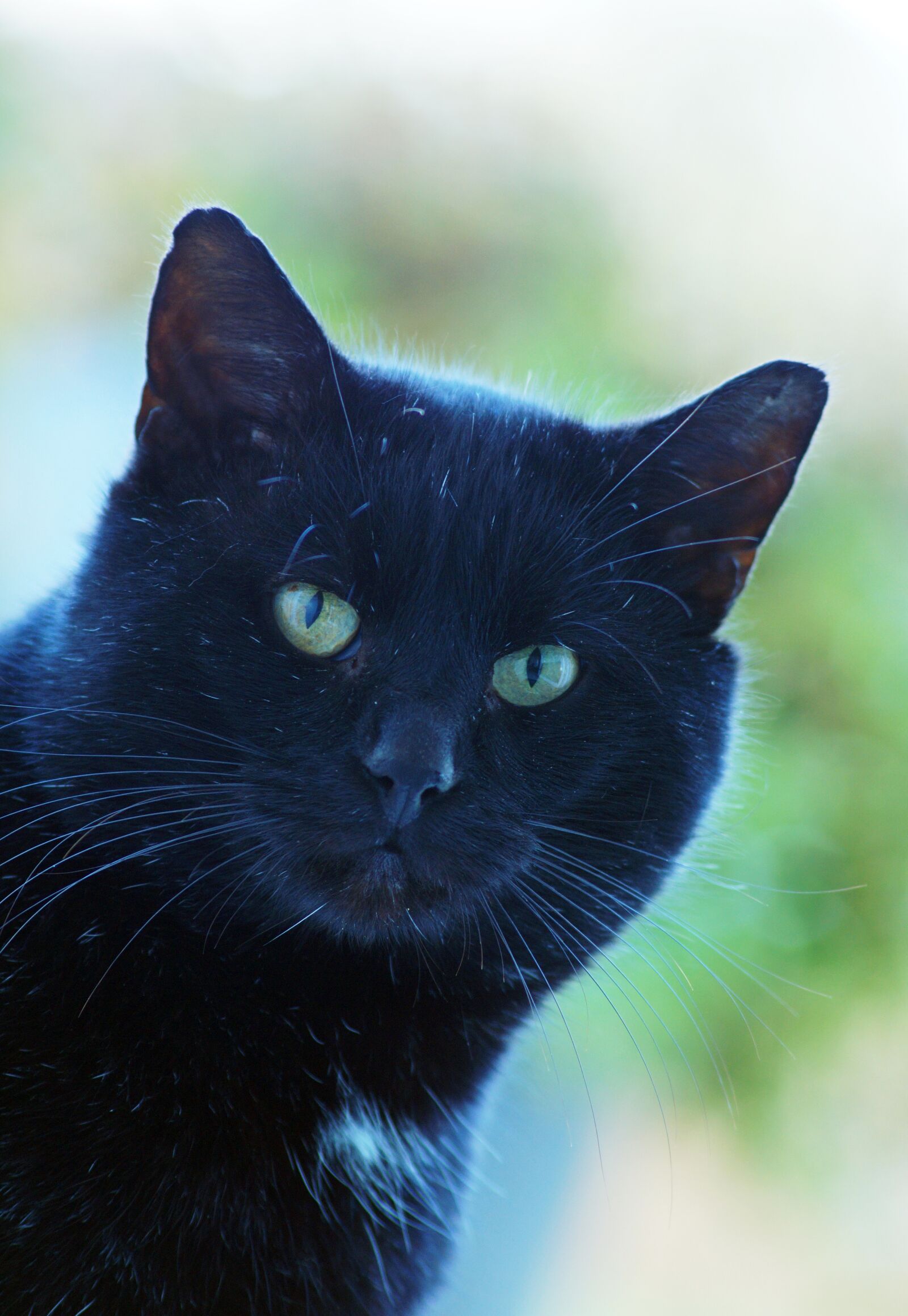 Sony SLT-A58 sample photo. Cat, black cat, animal photography