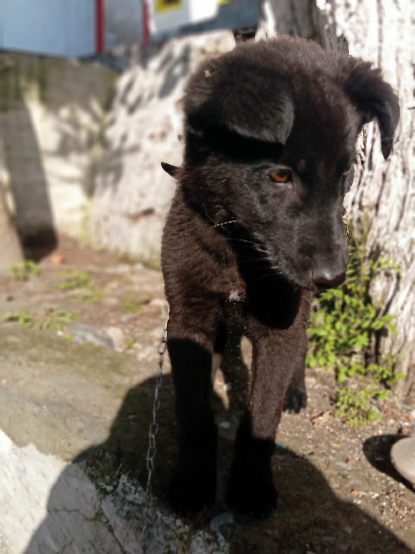 Realme C2 sample photo. Cute dog, sweet puppy photography