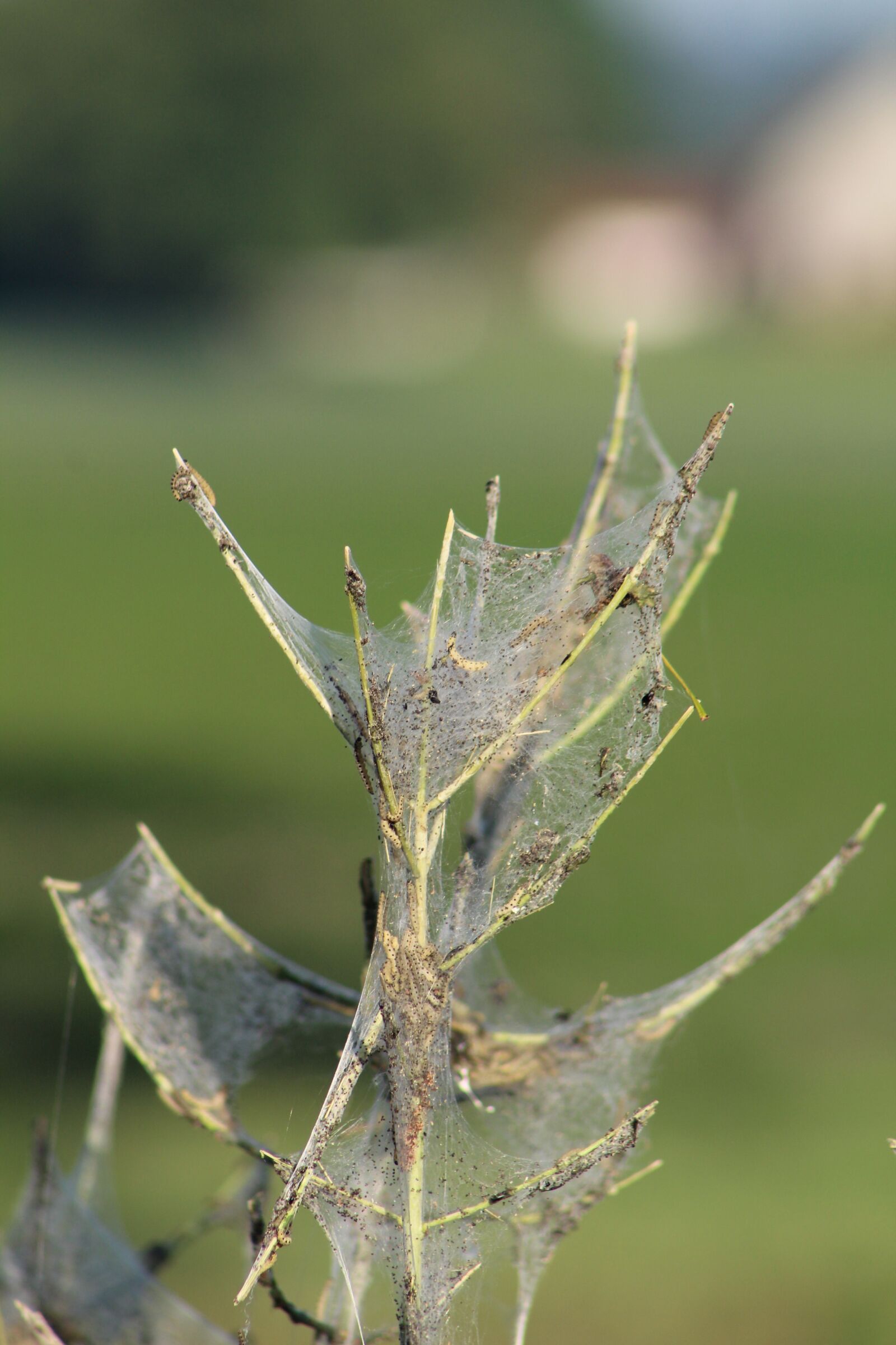 Canon EF 75-300mm f/4-5.6 sample photo. Spider, tree, cobweb photography