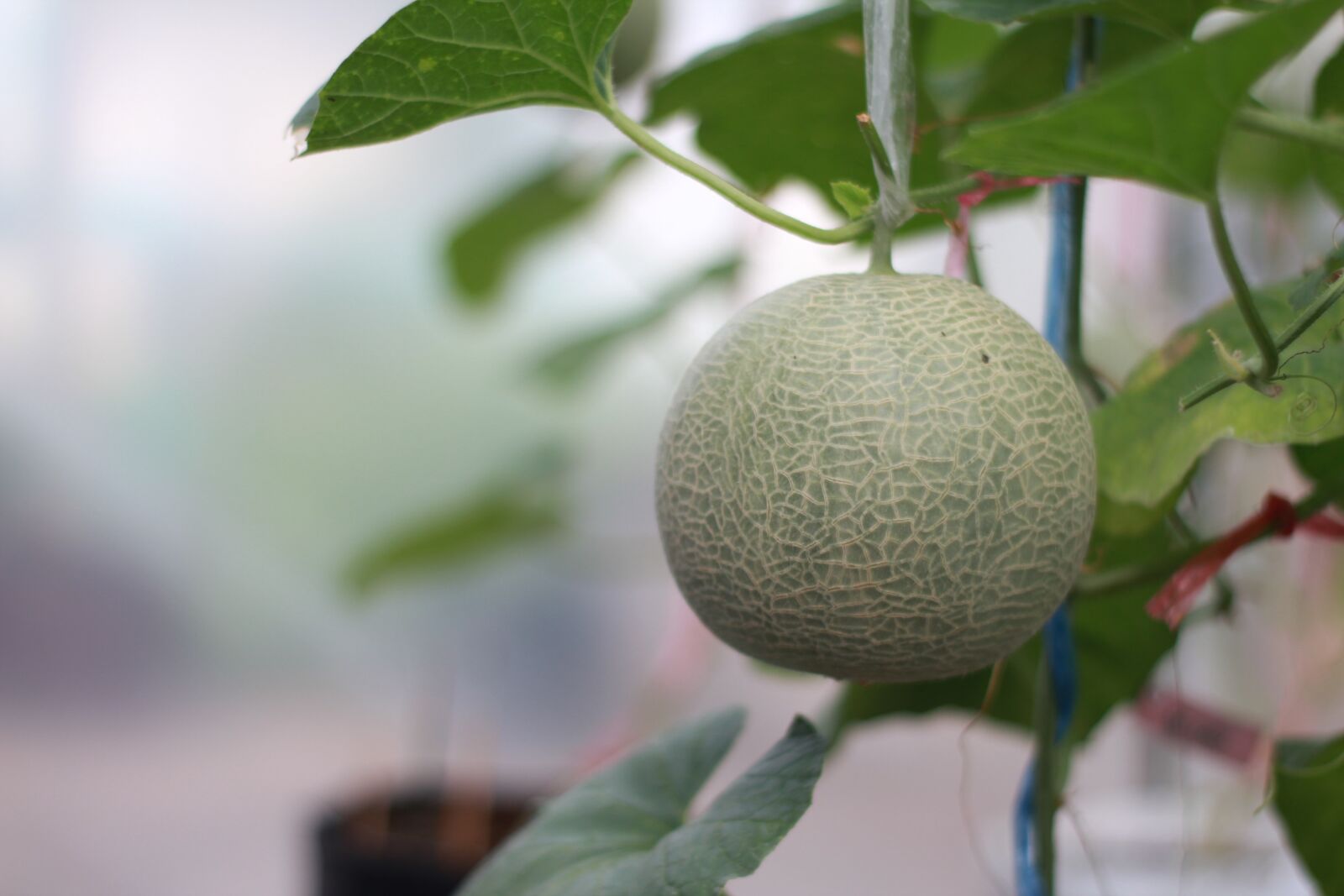 Canon EOS 550D (EOS Rebel T2i / EOS Kiss X4) sample photo. Melon, garden, green photography