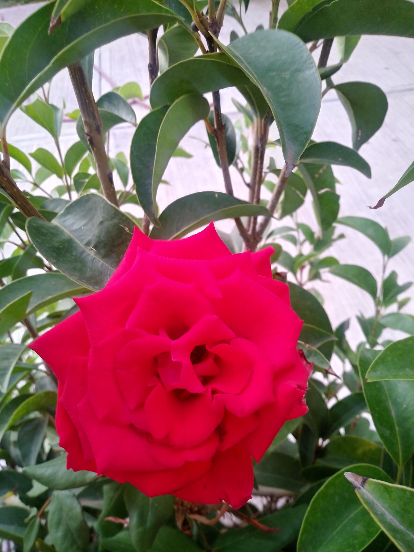 LG Q6 sample photo. Flower, rosa, spring photography