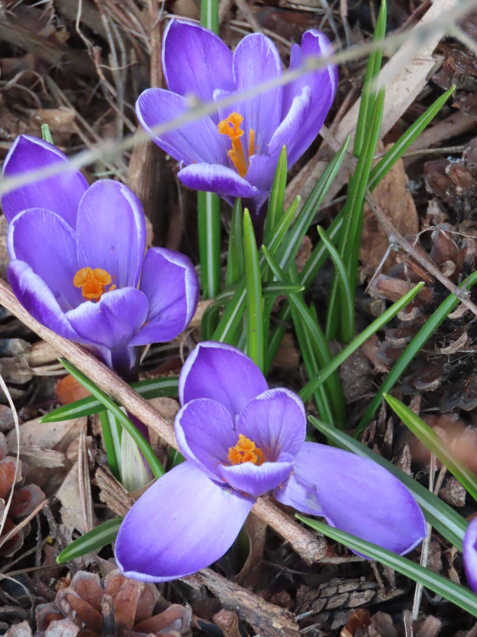 Canon PowerShot SX70 HS sample photo. Crocus, spring flower, spring photography
