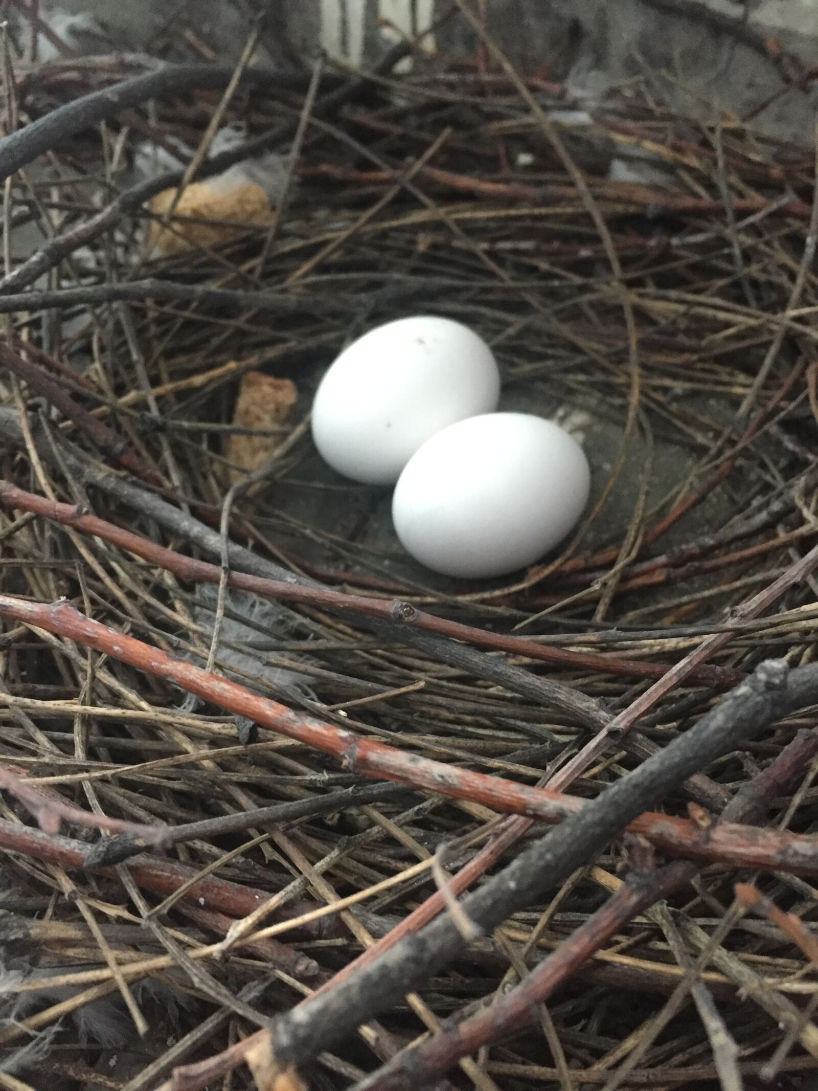 iPhone 6 back camera 4.15mm f/2.2 sample photo. Bird, nest, portrait photography