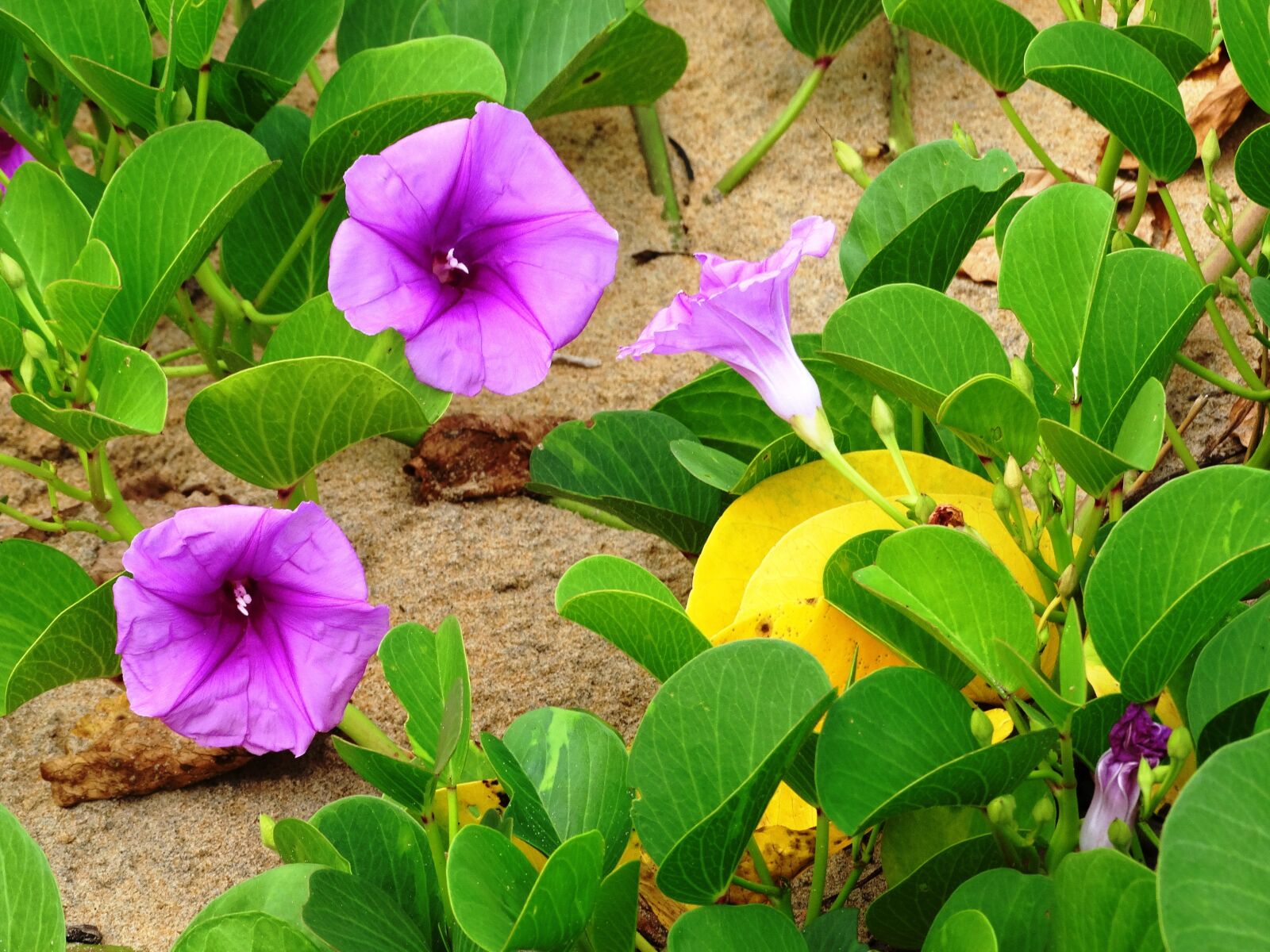 Sony Cyber-shot DSC-HX300 sample photo. Flowers, beach, tropical photography