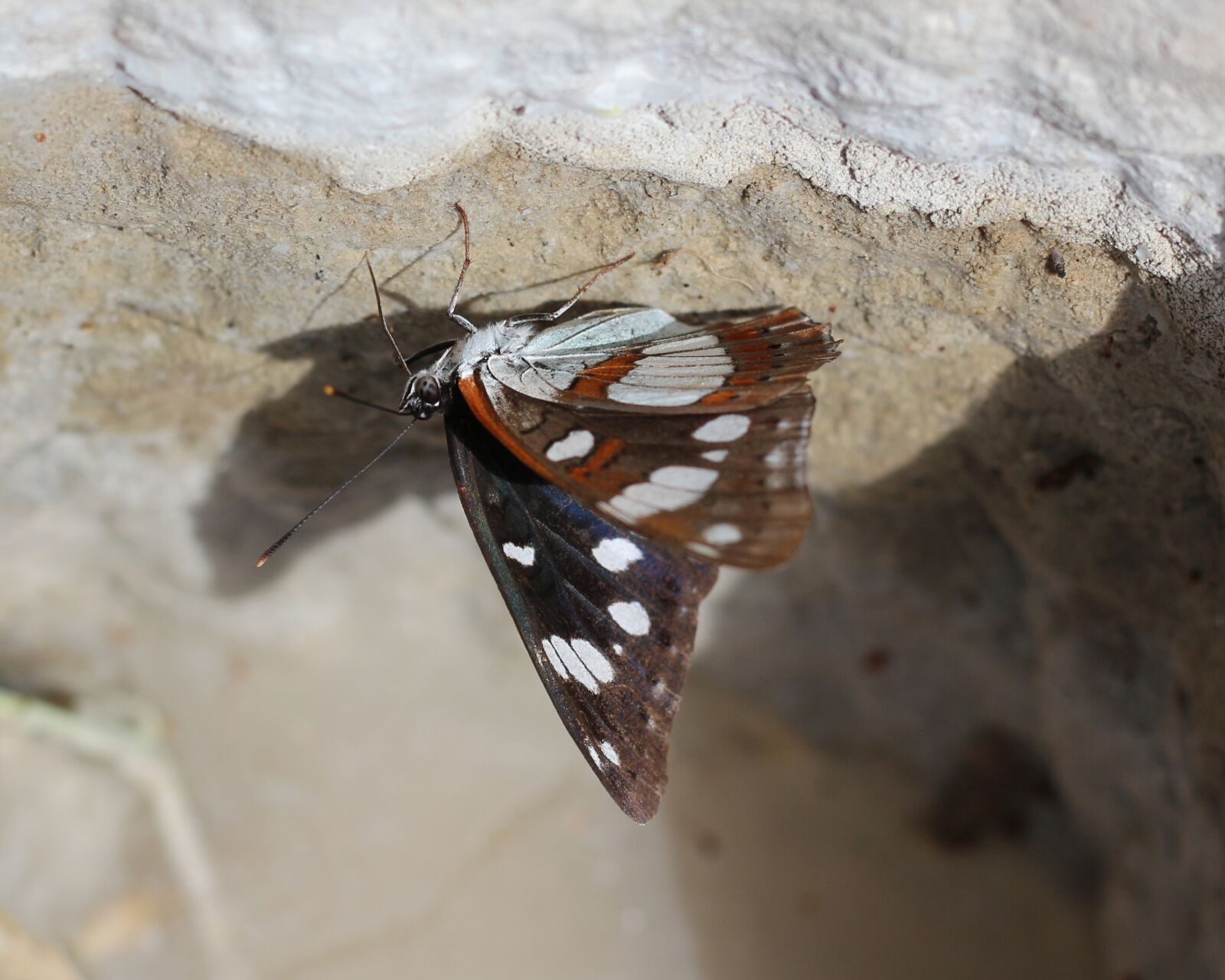 Canon EOS 700D (EOS Rebel T5i / EOS Kiss X7i) sample photo. Butterfly, insect, close up photography