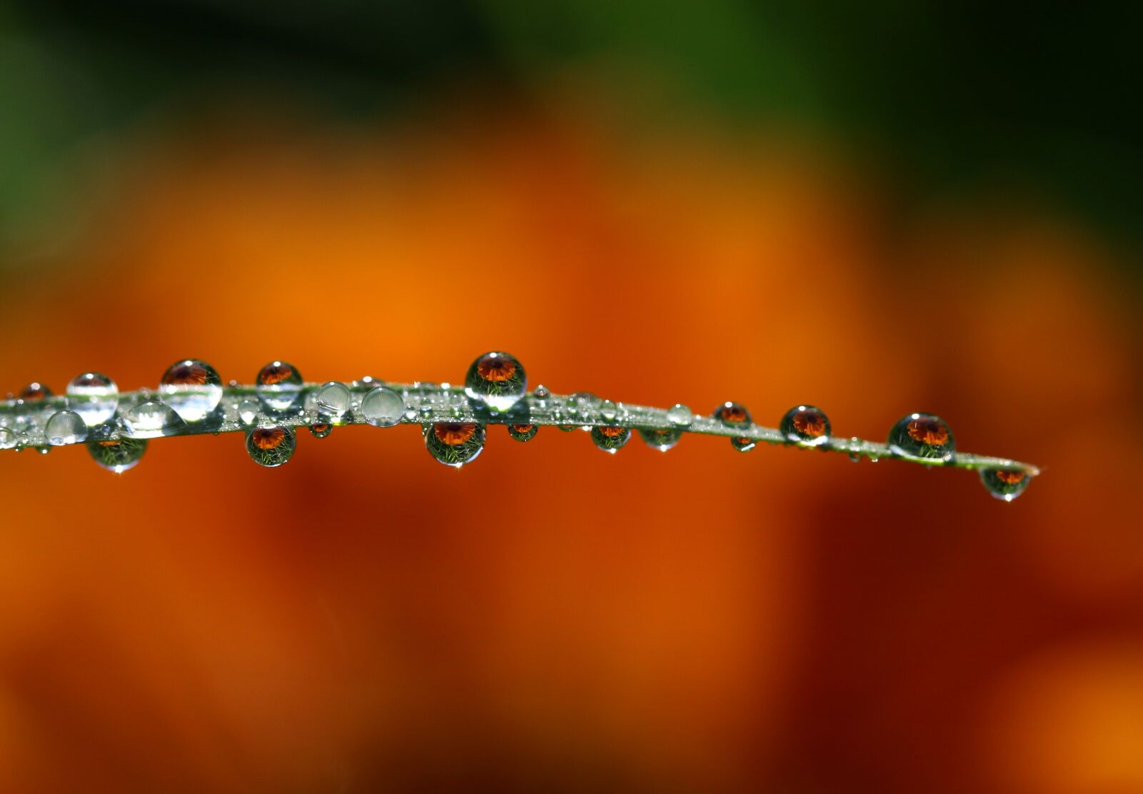 Canon EOS 7D Mark II sample photo. Drops, water, dew photography