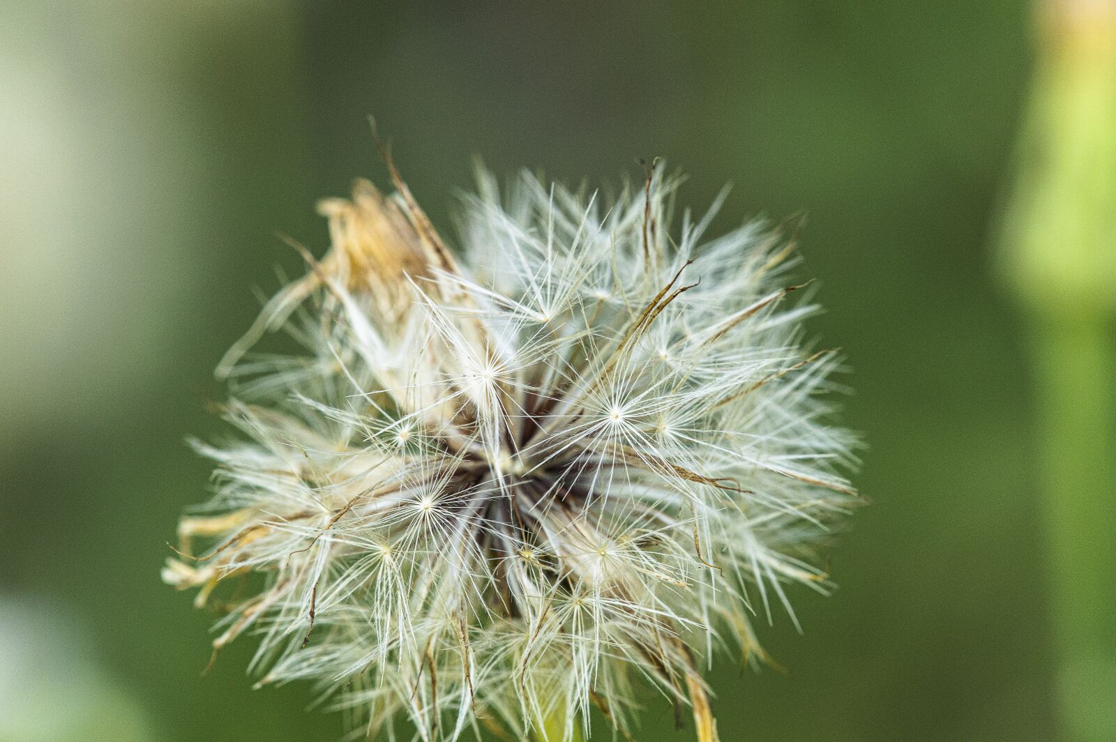 TAMRON SP 180mm F3.5 Di MACRO 1:1 B01N sample photo. Dandelion, flower, macro photography