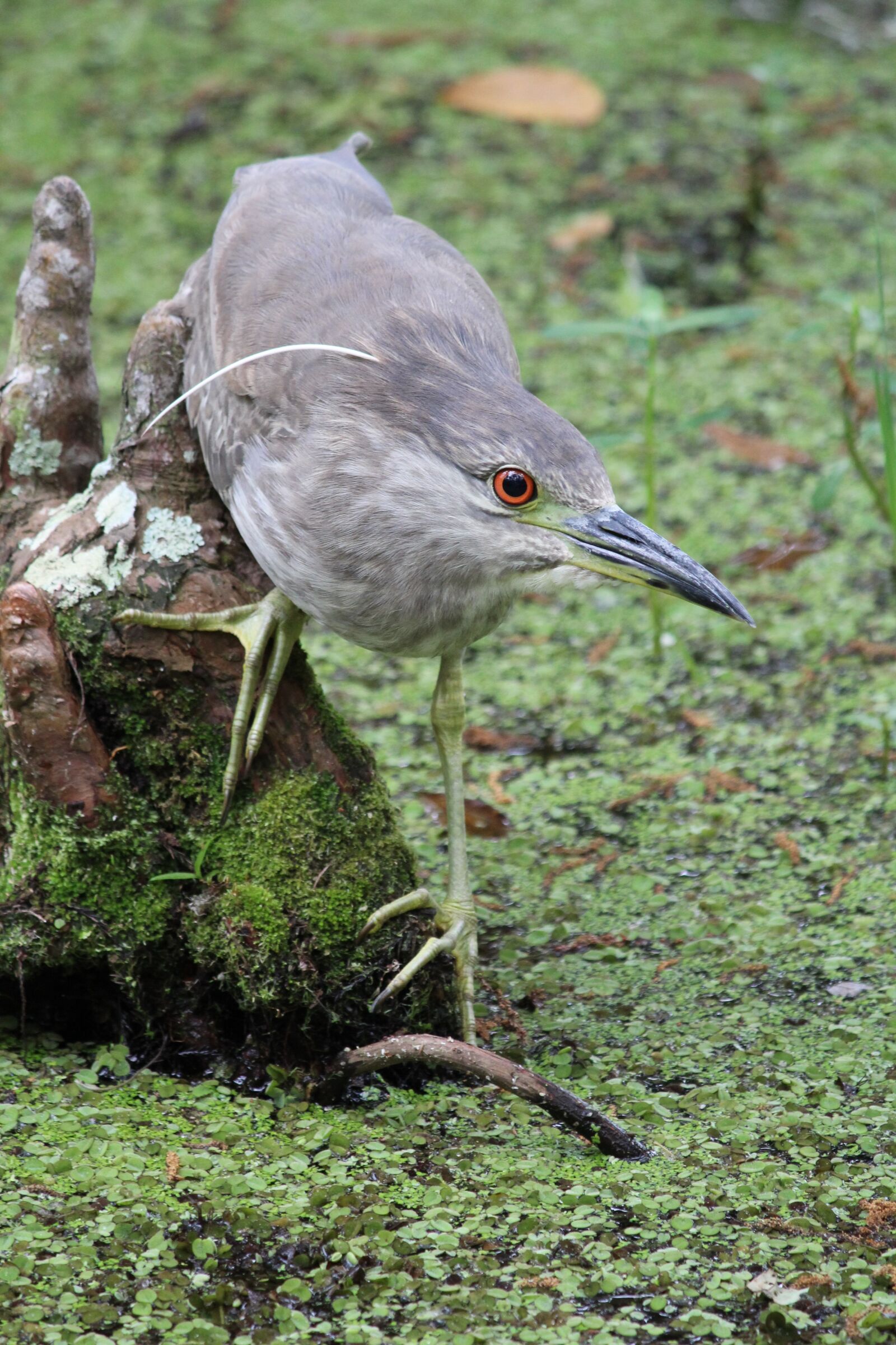 Canon EOS 600D (Rebel EOS T3i / EOS Kiss X5) sample photo. Florida, bird, swamp photography